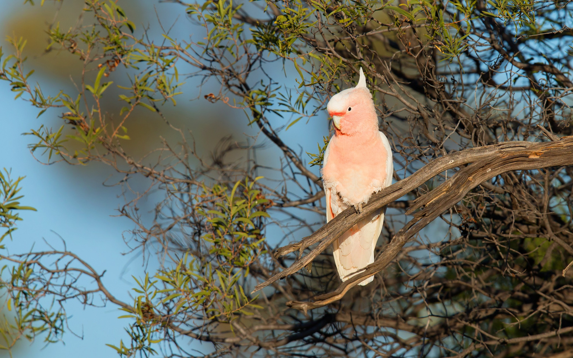 Cockatoo: Galah Species, Australian Pink Bird. 1920x1200 HD Wallpaper.
