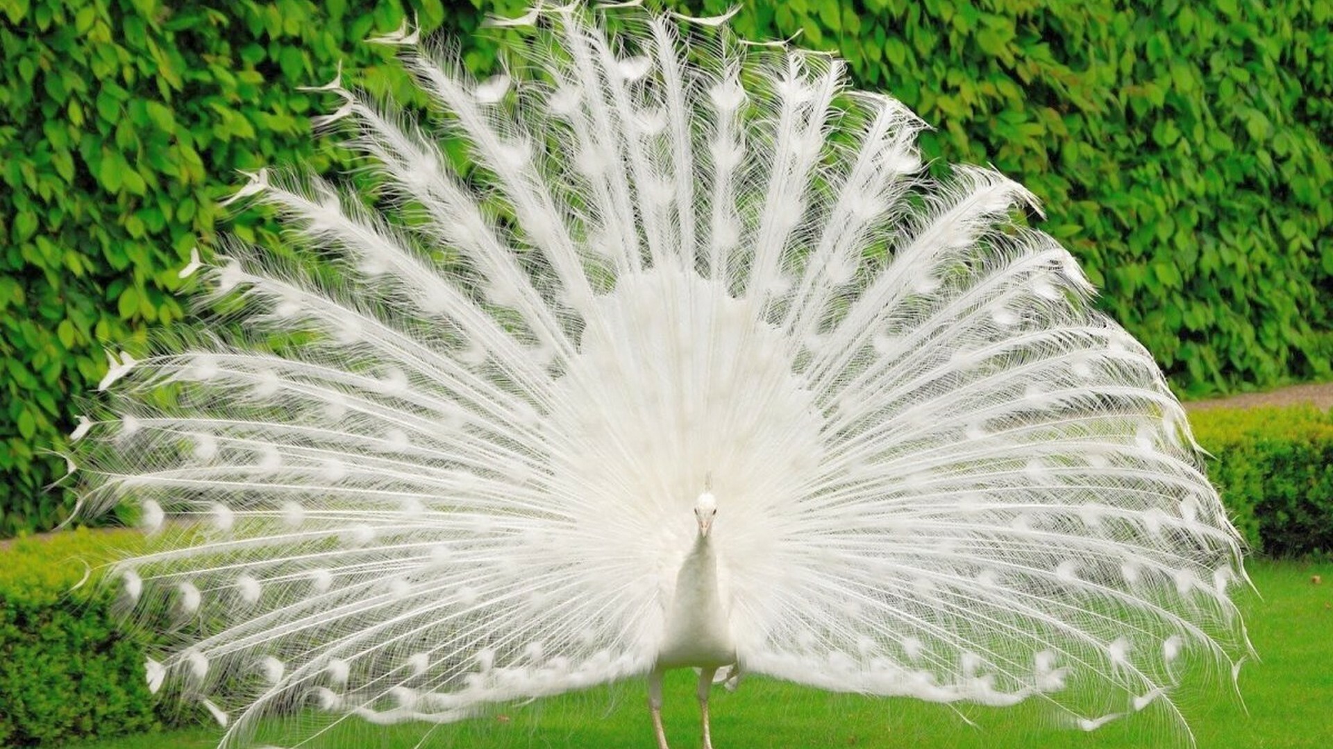Peacock: In Buddhist philosophy, the Peafowl represents wisdom. 1920x1080 Full HD Wallpaper.