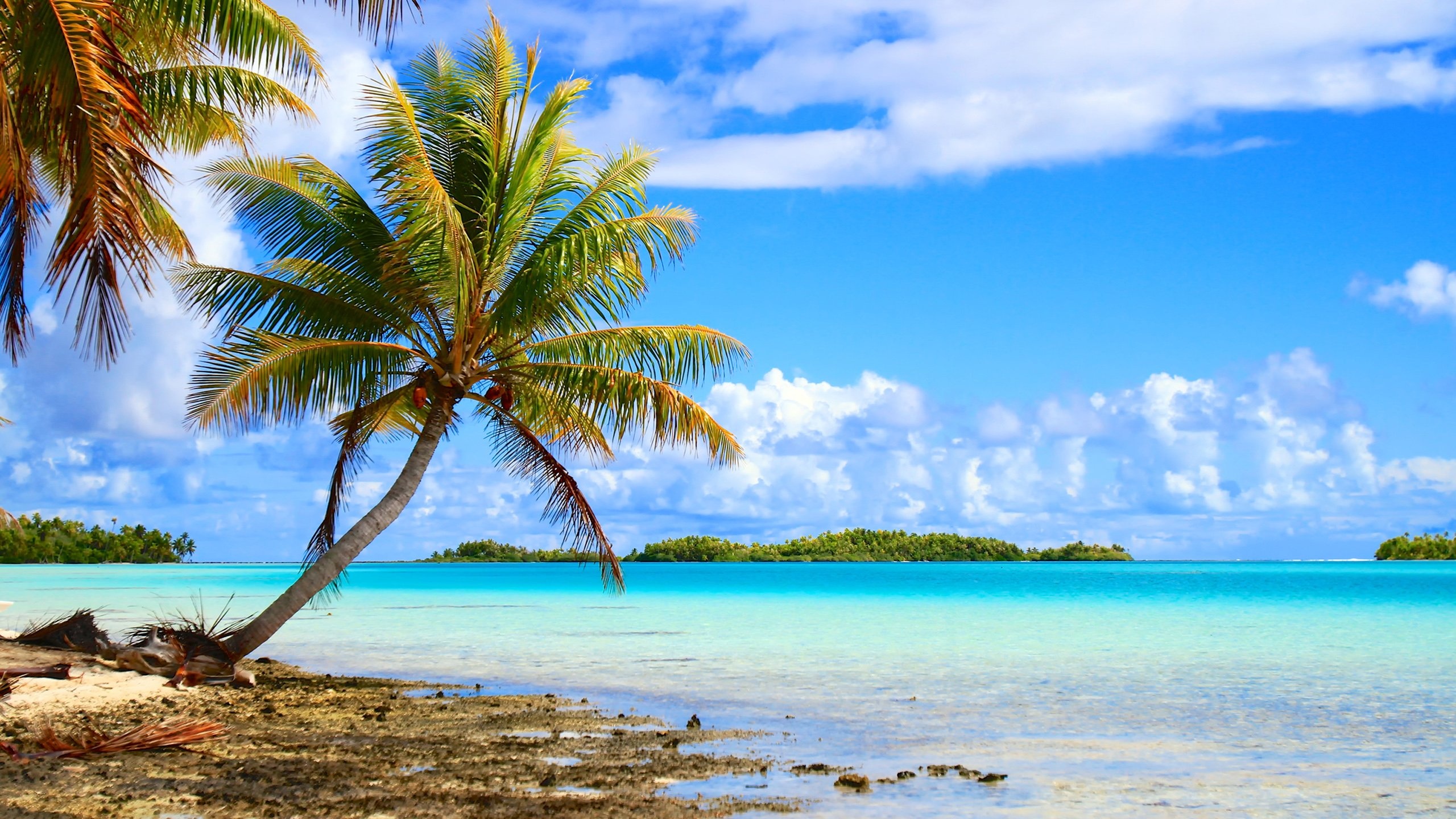 French Polynesia beaches and reefs, Idyllic beauty, Snorkeling and diving paradise, 2560x1440 HD Desktop