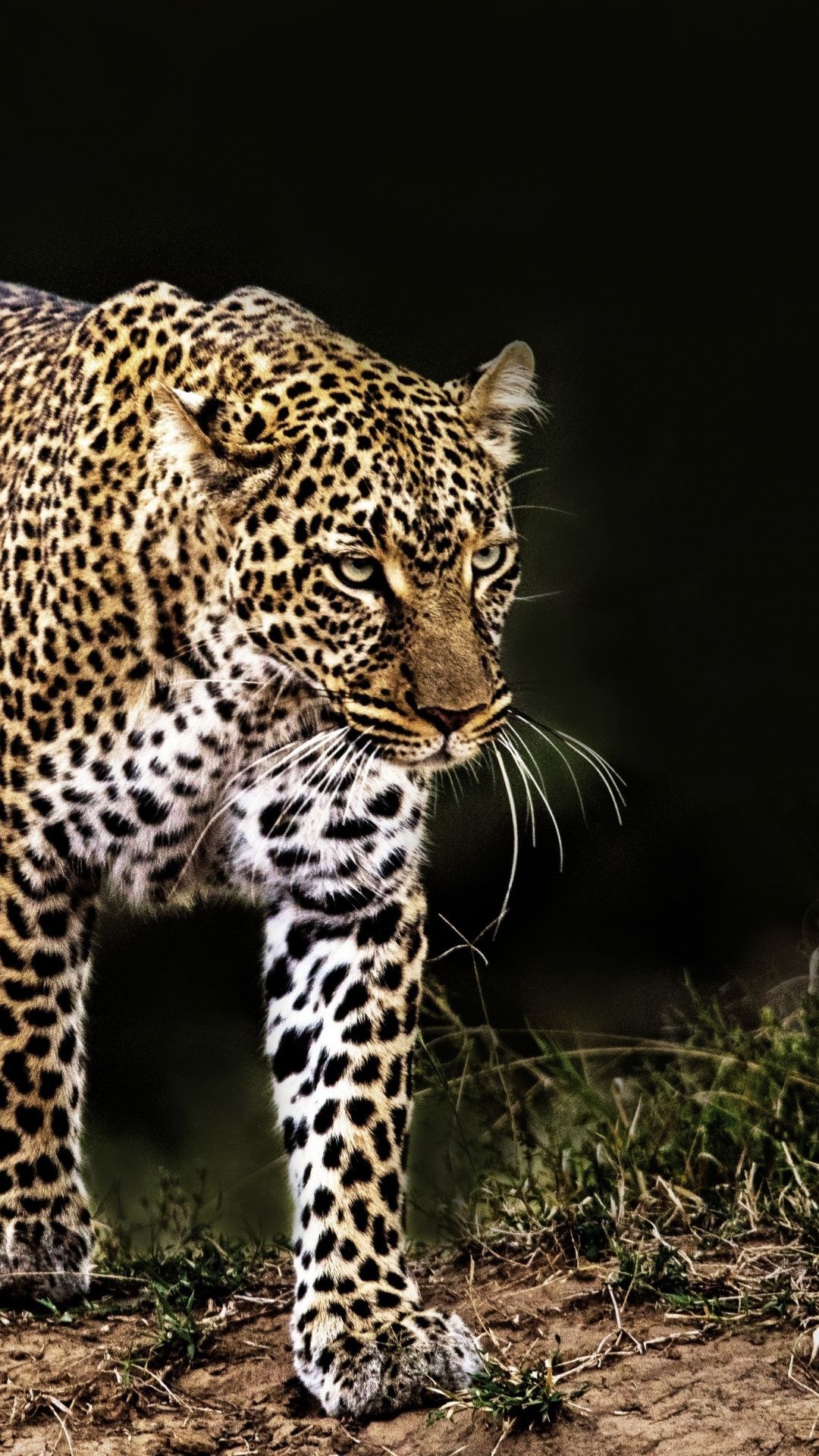 Confident wildlife walk leopard, Animal wallpaper, 1080x1920 Full HD Phone