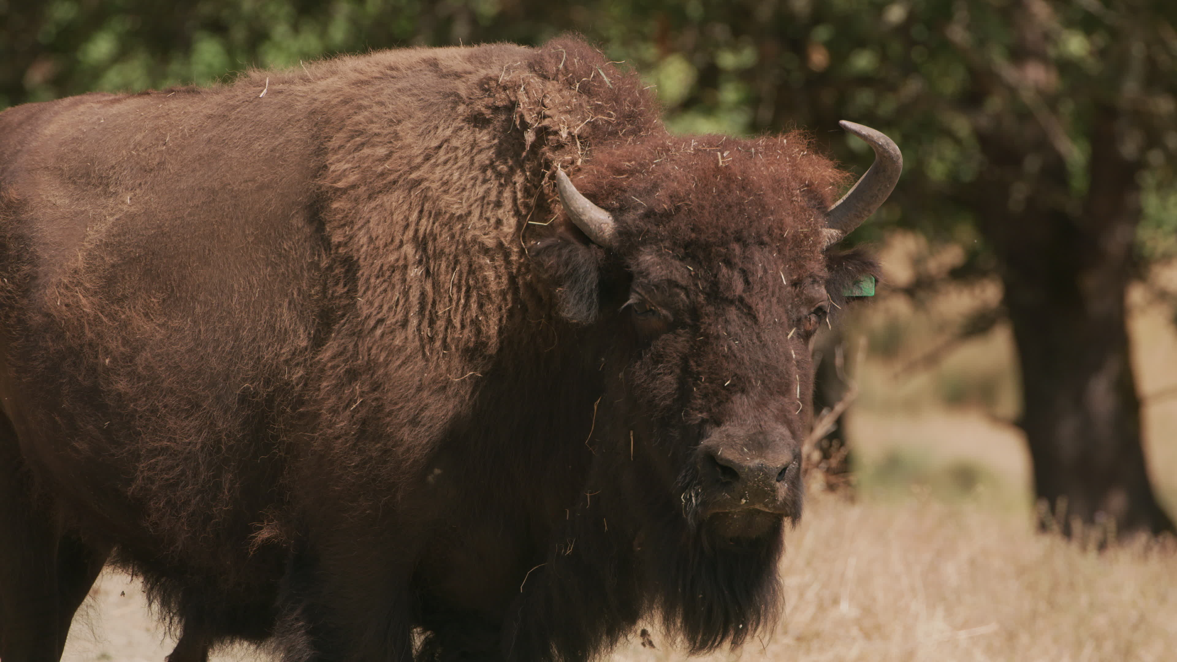 Get up close with American bison, Fascinating bison footage, Bison in the wild, Buffalo in their natural habitat, 3840x2160 4K Desktop