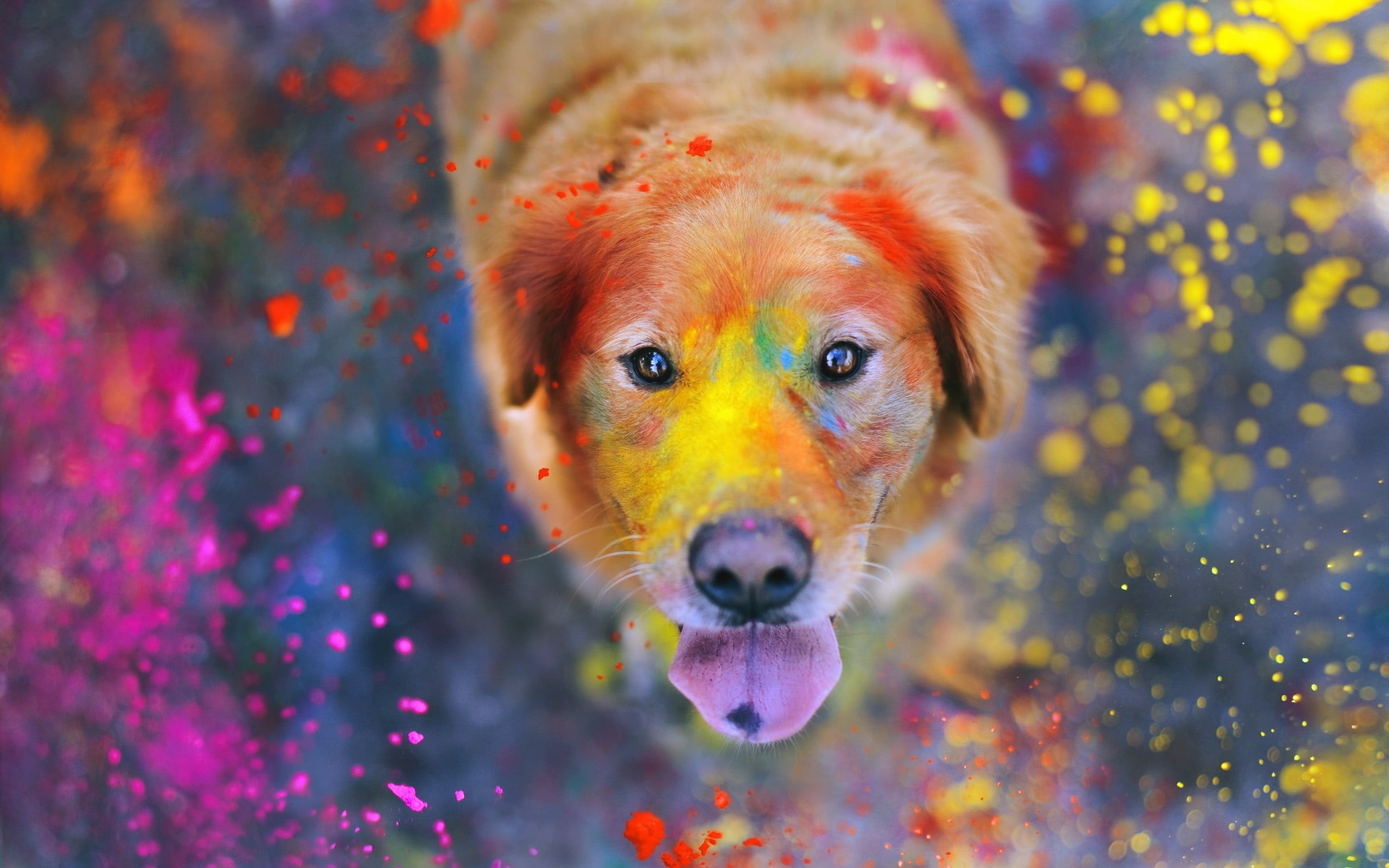 Golden retriever playing, Multi-colored powder, Close-up photography, Beautiful dog, 2560x1600 HD Desktop