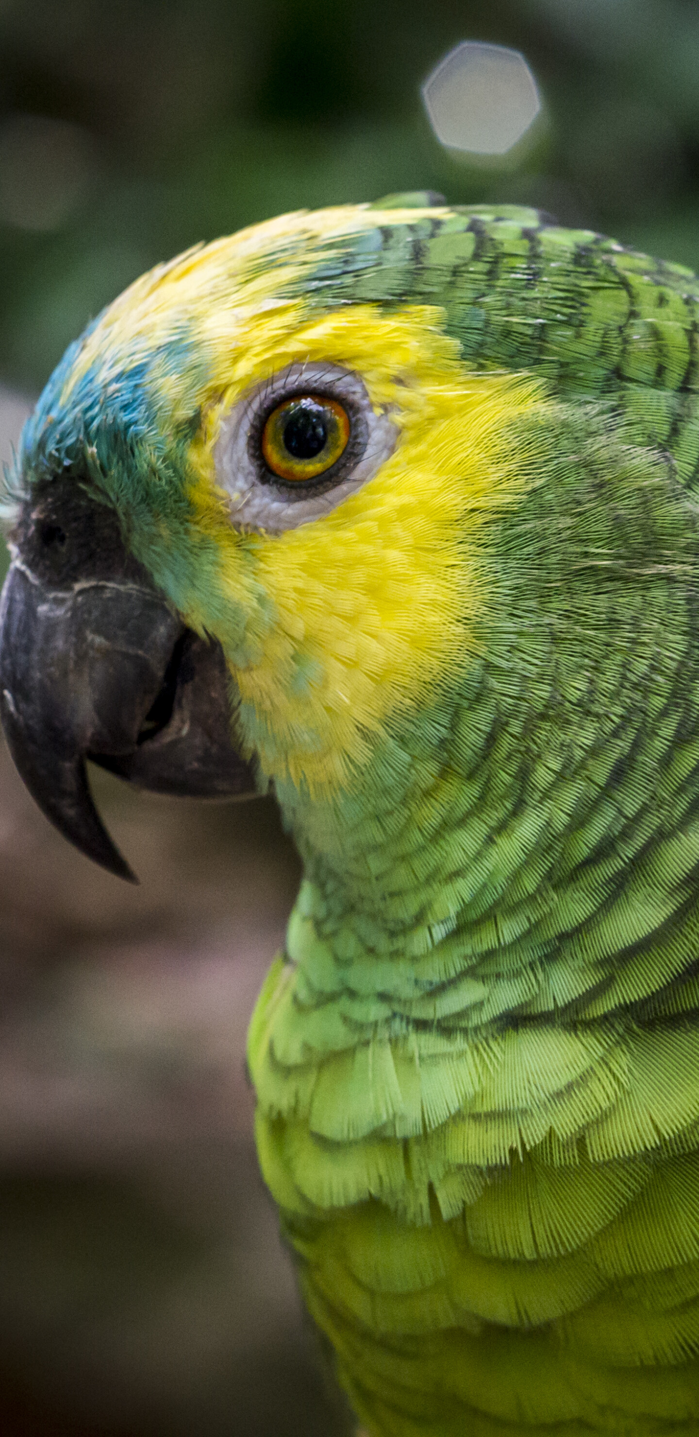 Parrot: Animal, The species are among the most intelligent birds. 1440x2960 HD Background.