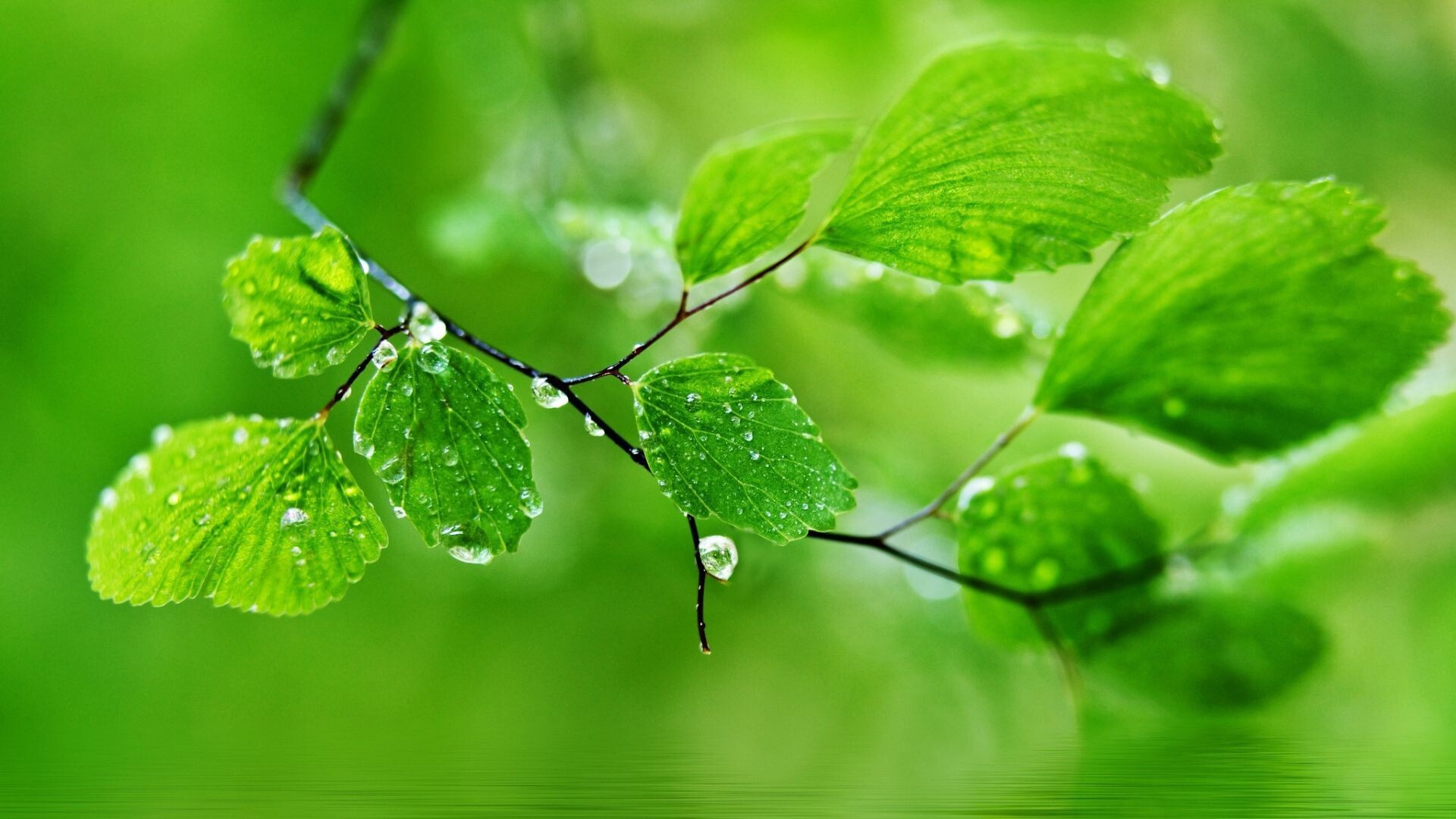 Go Green: Water droplets on green leaves, Dew, Moisture evaporating from plants. 1920x1080 Full HD Wallpaper.