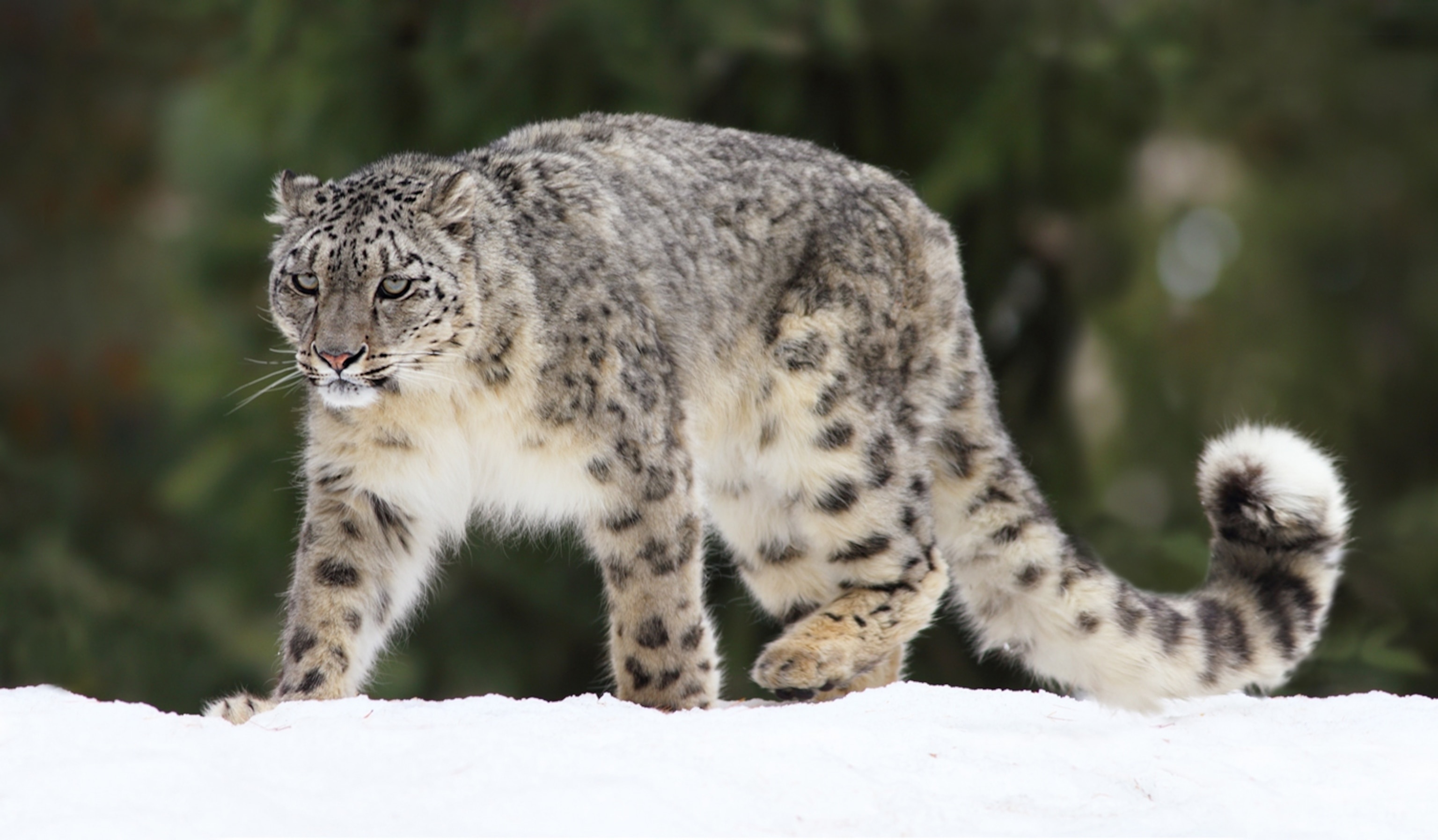 Snow Leopard, Facts and photos, 3080x1800 HD Desktop