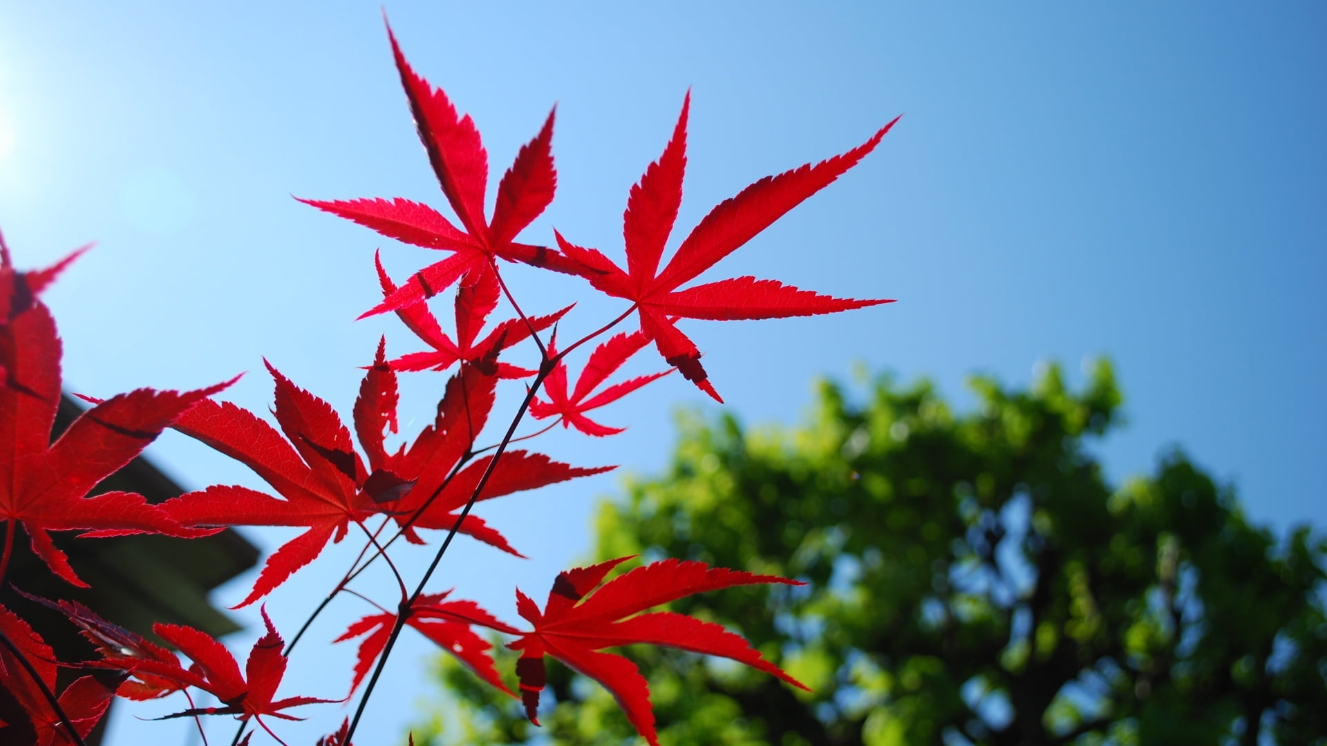 Red maple leaf, Blue sky, Vibrant contrast, Tranquil atmosphere, 1920x1080 Full HD Desktop