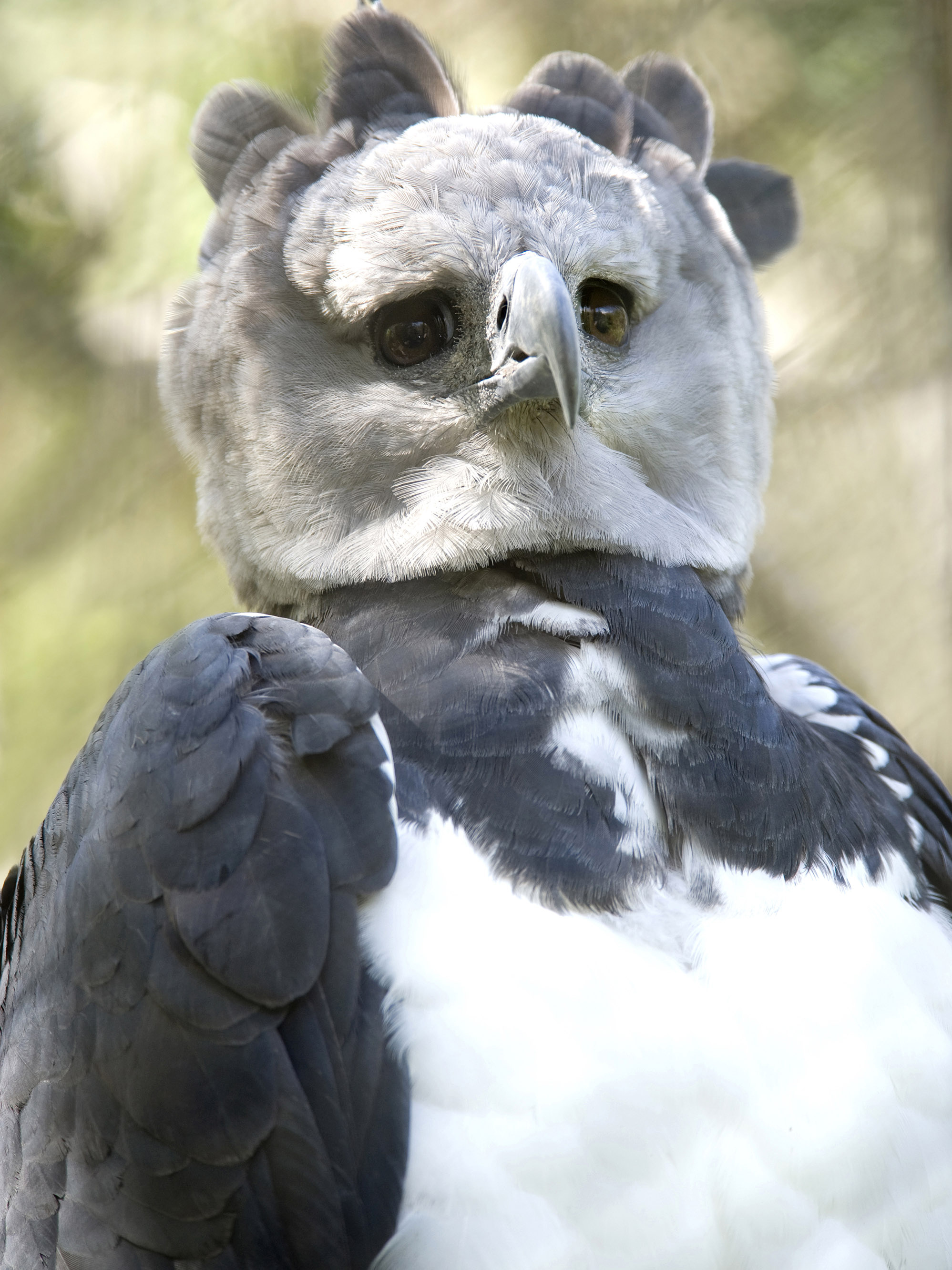 Harpy eagle in detail, Wildlife videography, Small but mighty, Aerial marvel, 2000x2670 HD Phone