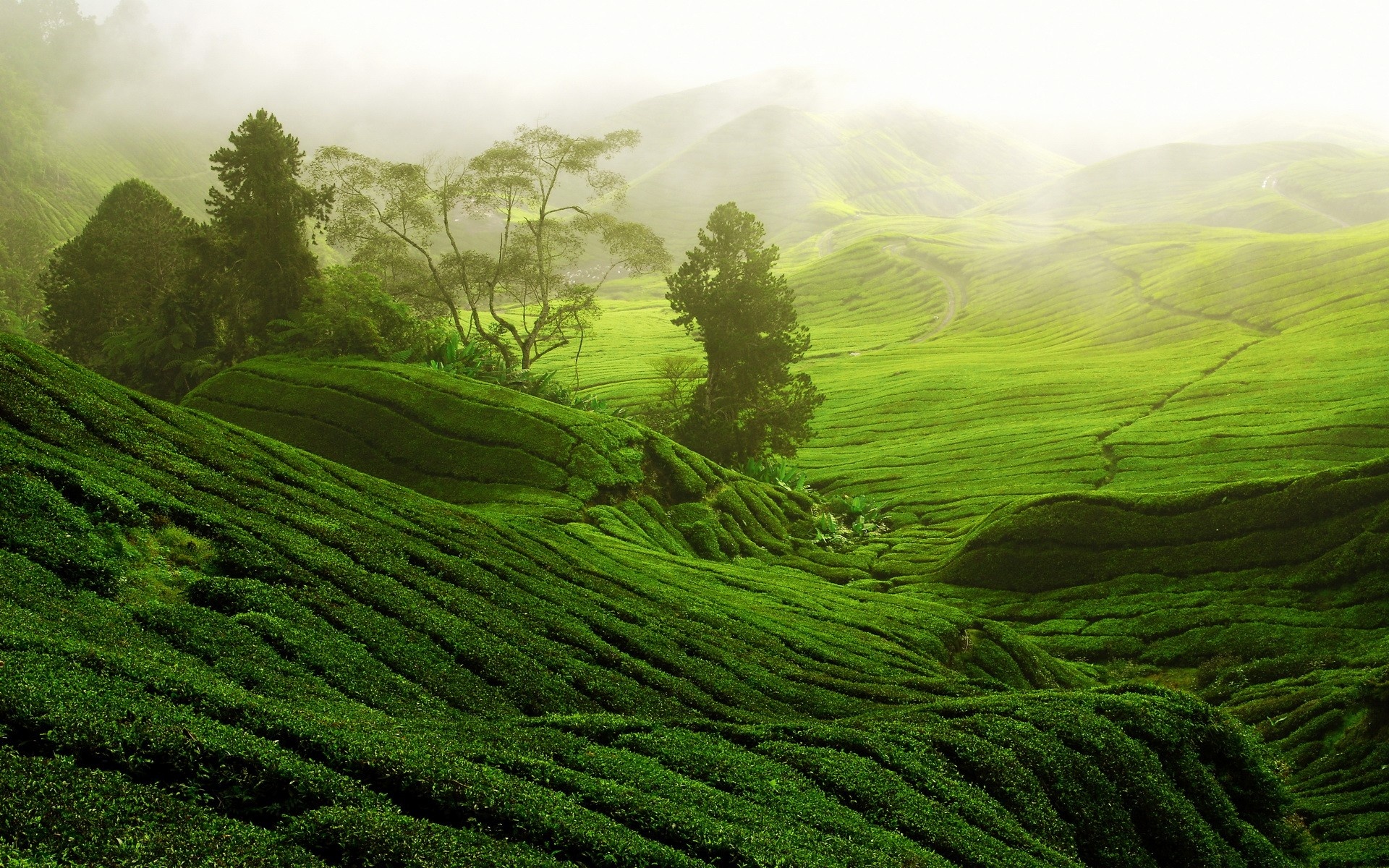 Green Hills: Natural landscape and tea plantation in Southern China. 1920x1200 HD Background.