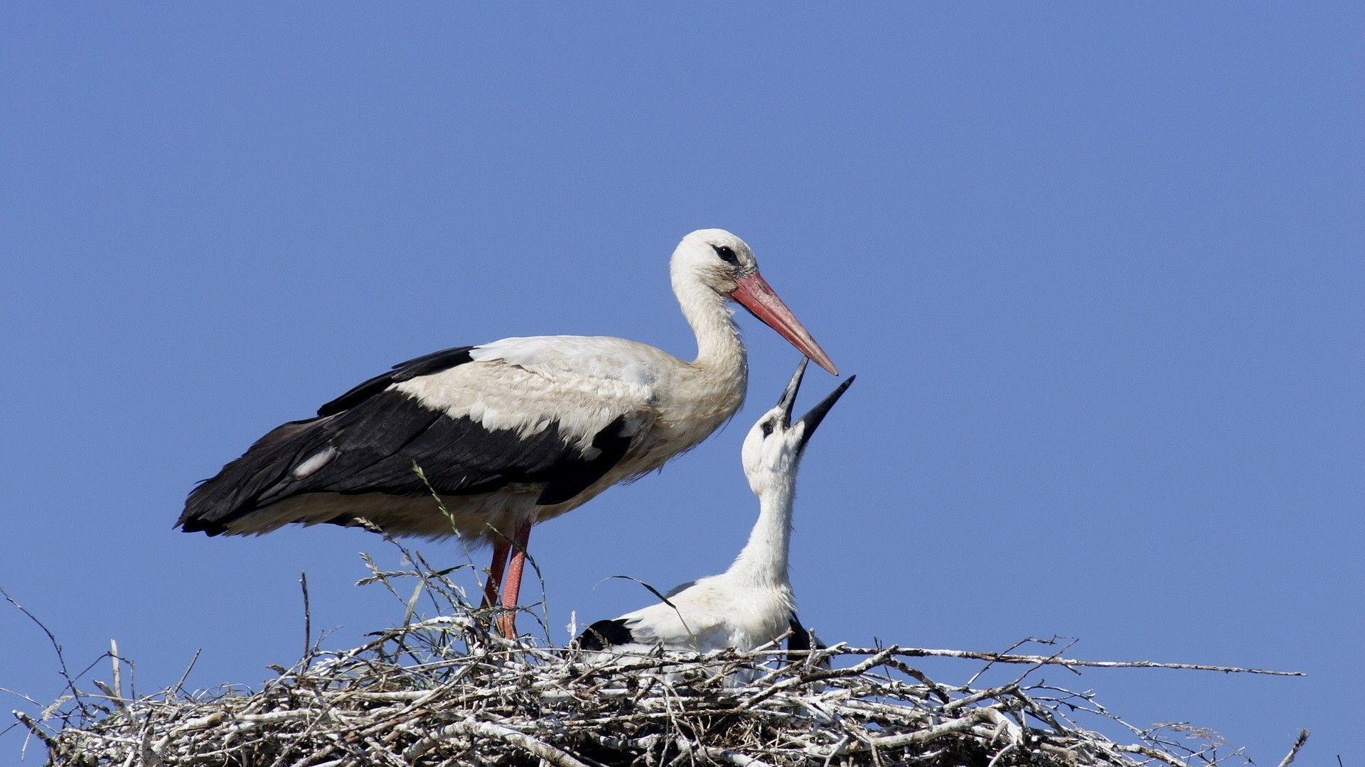Explore stork wallpapers, Desktop, mobile, and tablet, Wide range of options, High-quality imagery, 1920x1080 Full HD Desktop