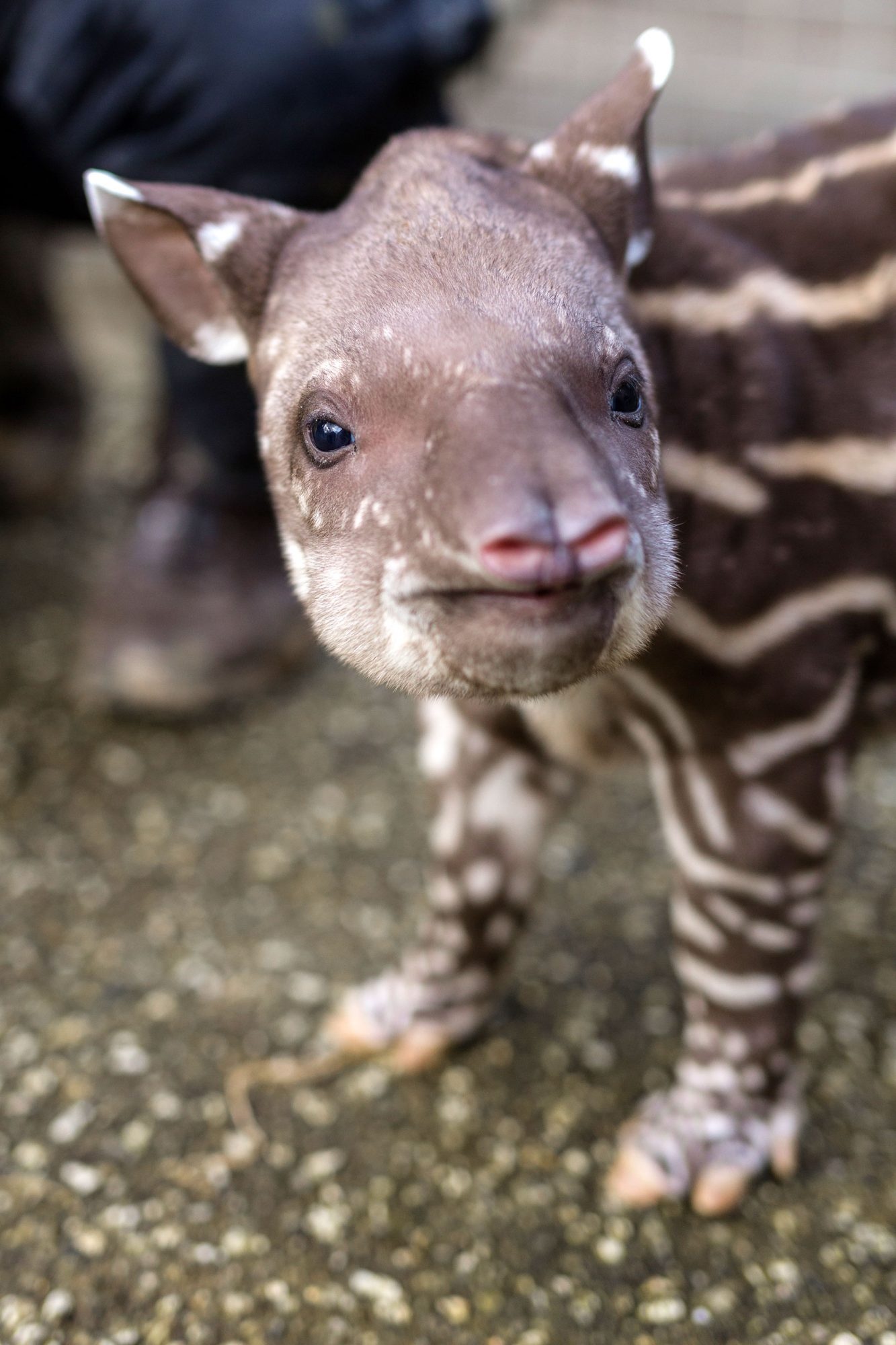 World tapir day, Baby tapir, England, Celebration, 1340x2000 HD Phone