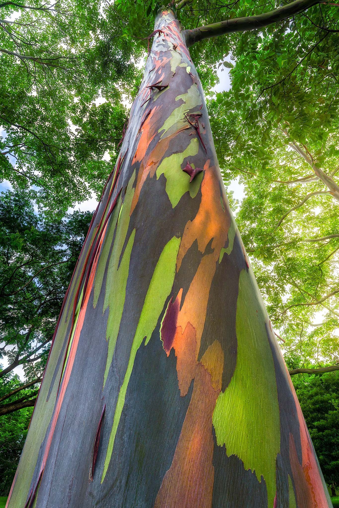Rainbow eucalyptus, Nature, Tree, 1370x2050 HD Handy
