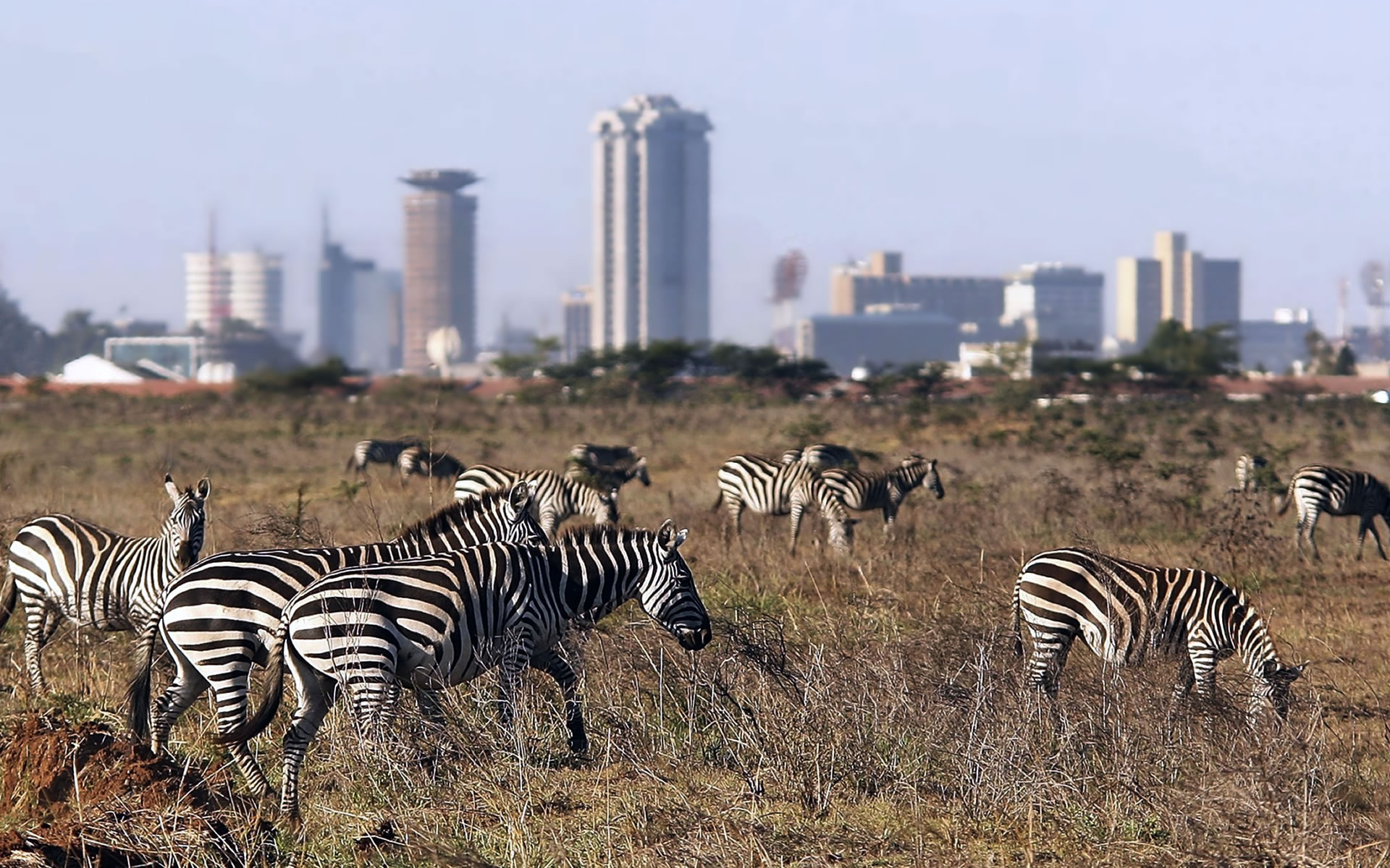 Nairobi, Day trips in Nairobi, Simba Paka Safaris, Exclusive Kenyan safaris, 1920x1200 HD Desktop