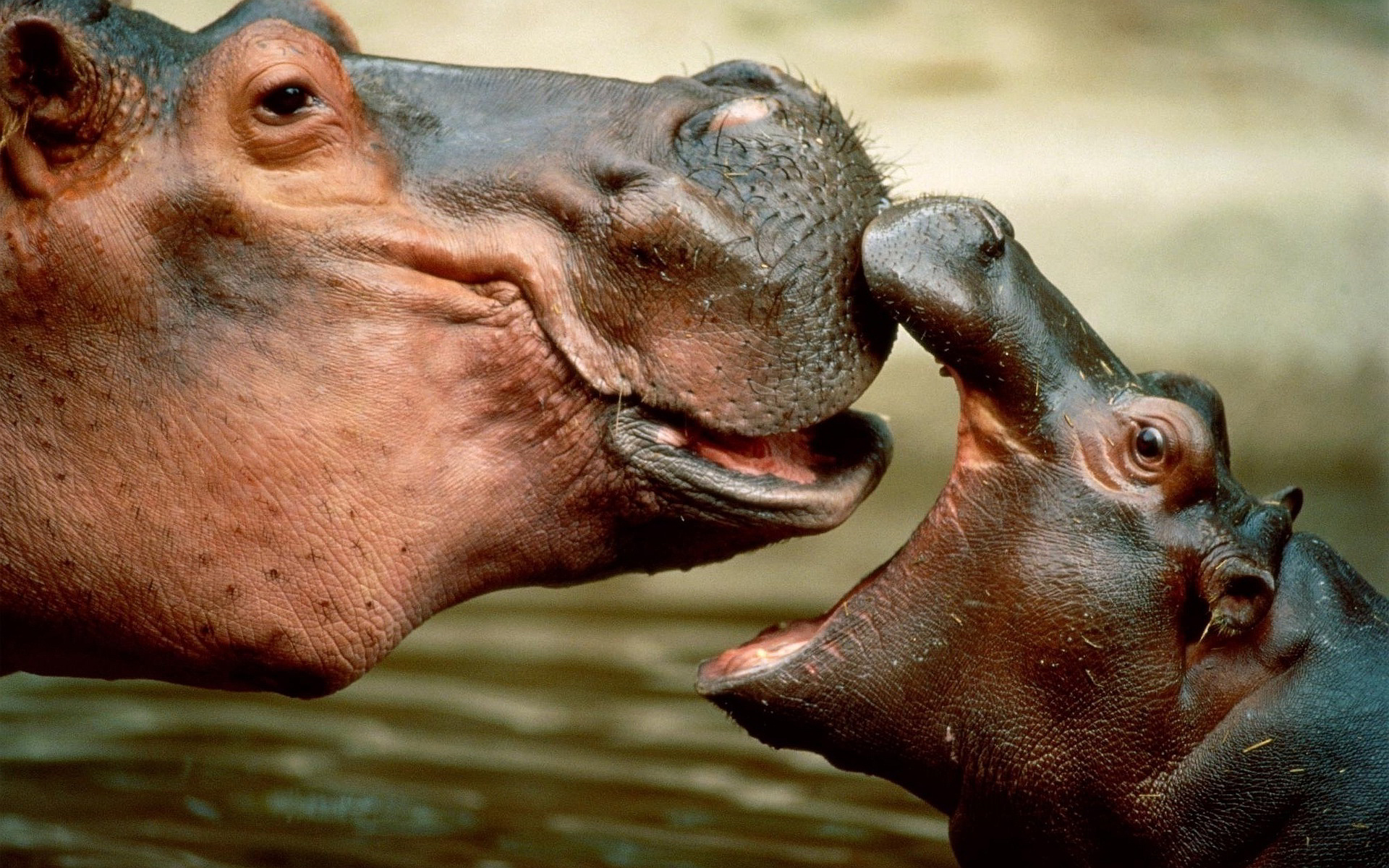 Hippopotamus, Mighty animals, African wildlife, Nature's wonders, 1920x1200 HD Desktop
