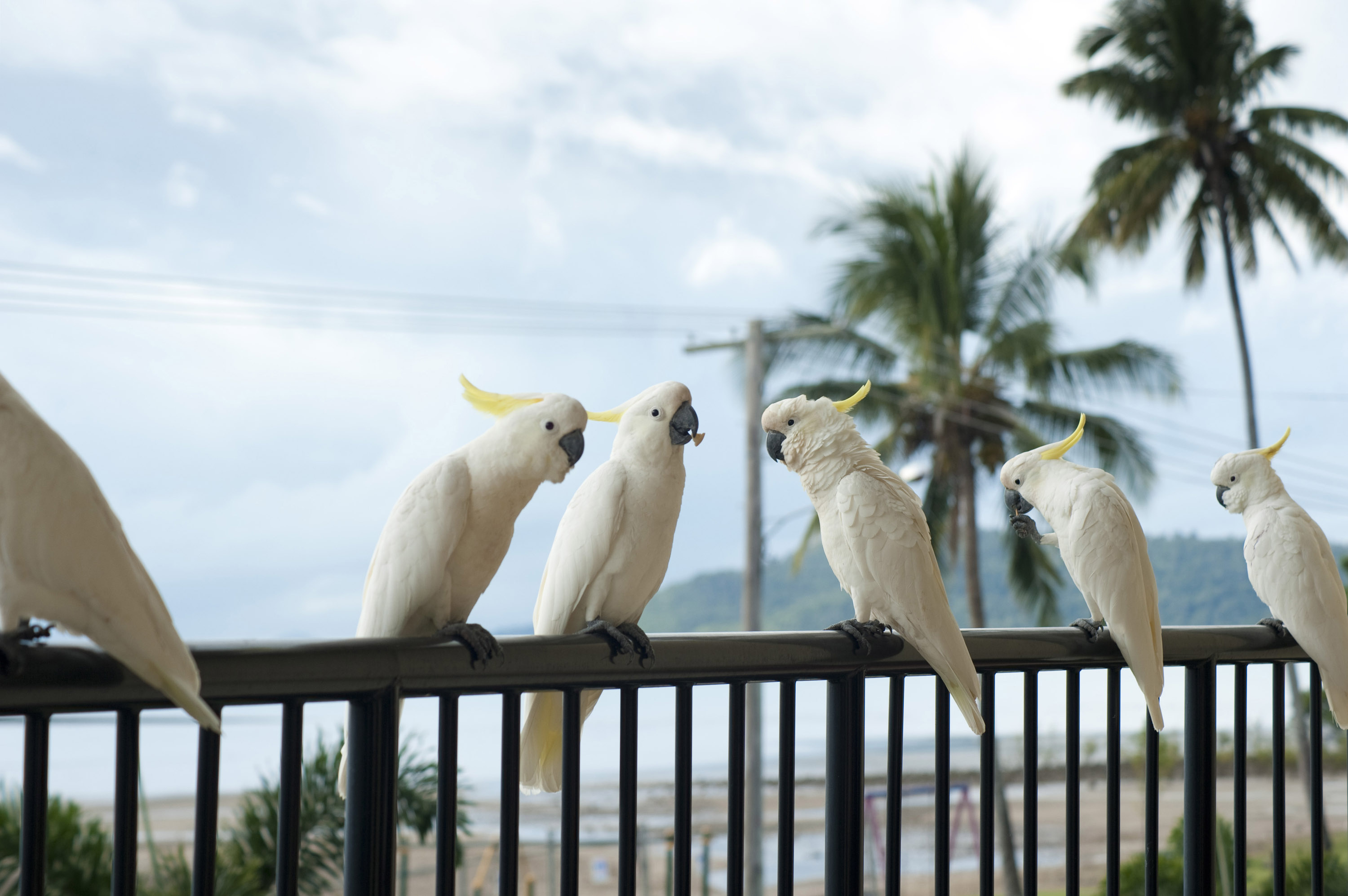 Cockatoo: A Flock Of White Crested Cockatoos In Tropics. 3000x2000 HD Wallpaper.