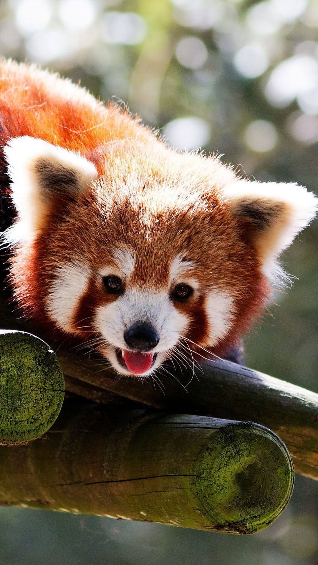 Baby Animal, Red panda wallpapers, Cute iphone backgrounds, Panda lovers, 1080x1920 Full HD Phone