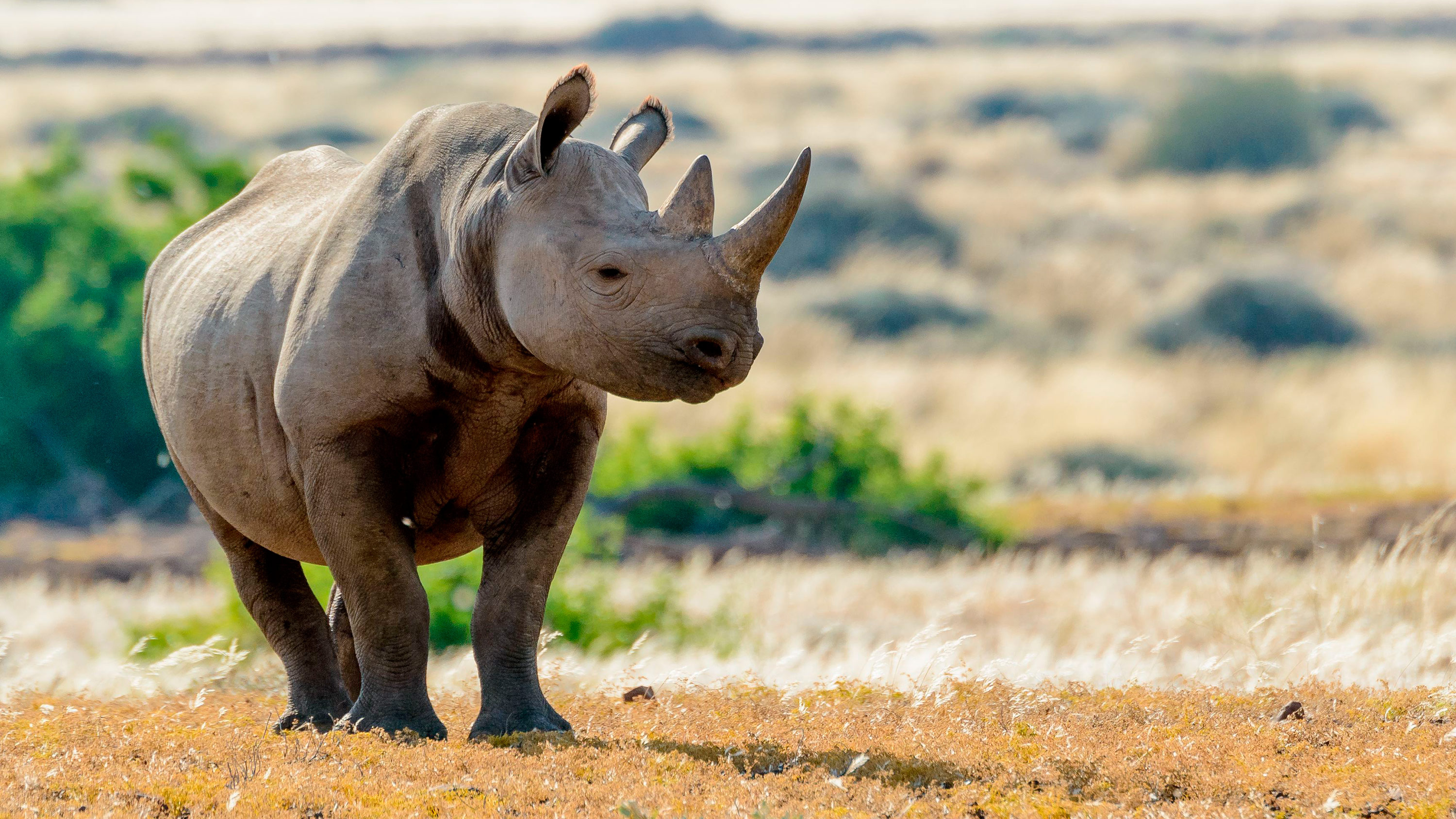 Black rhino conservation, Urgent preservation effort, Wildlife protection, Threatened species, 3000x1690 HD Desktop