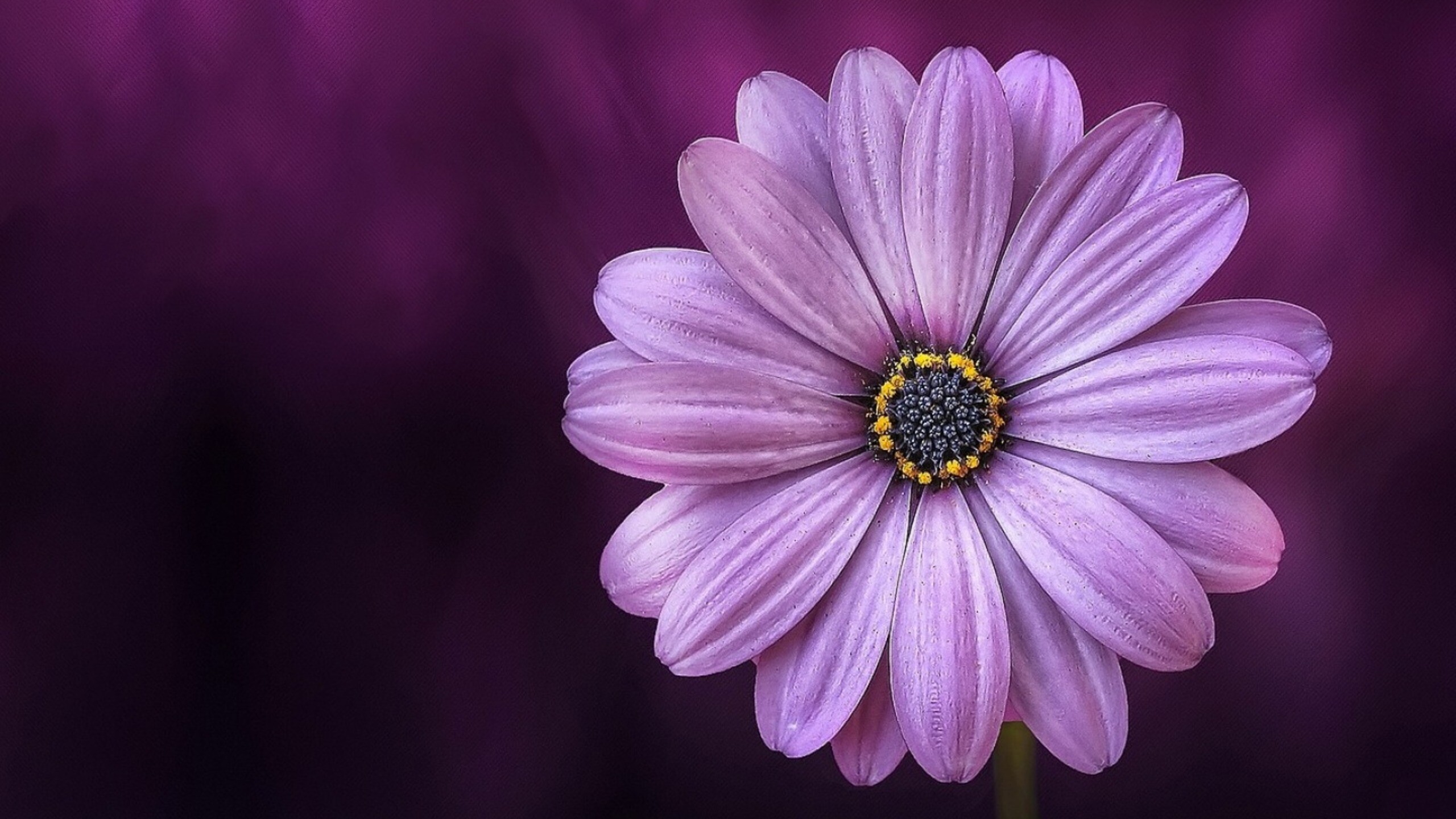 Daisy: A species of annual herb in the family Asteraceae. 2560x1440 HD Wallpaper.