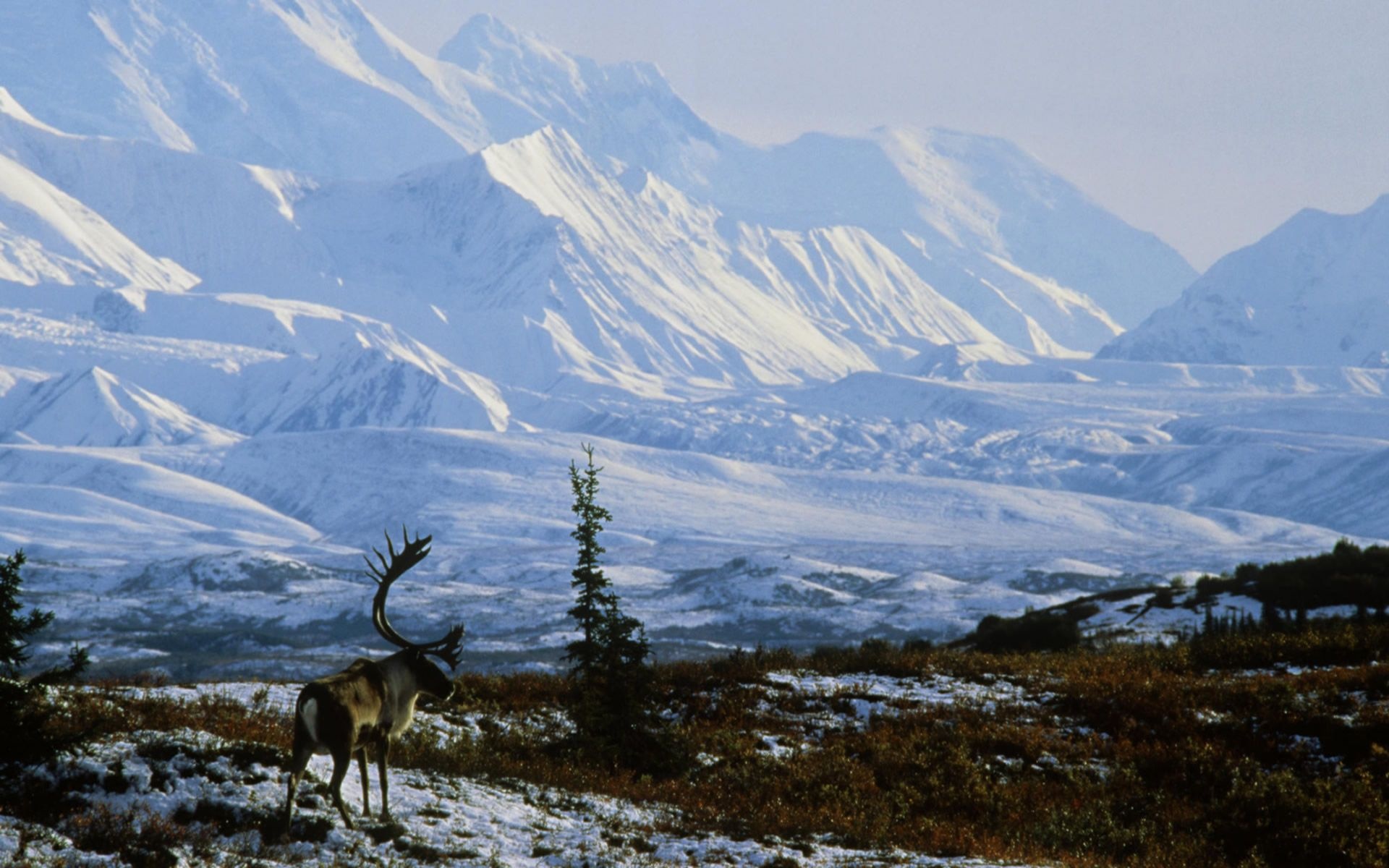 Alaska travels, Winter in Denali, National Park beauty, Winter wonderland, 1920x1200 HD Desktop