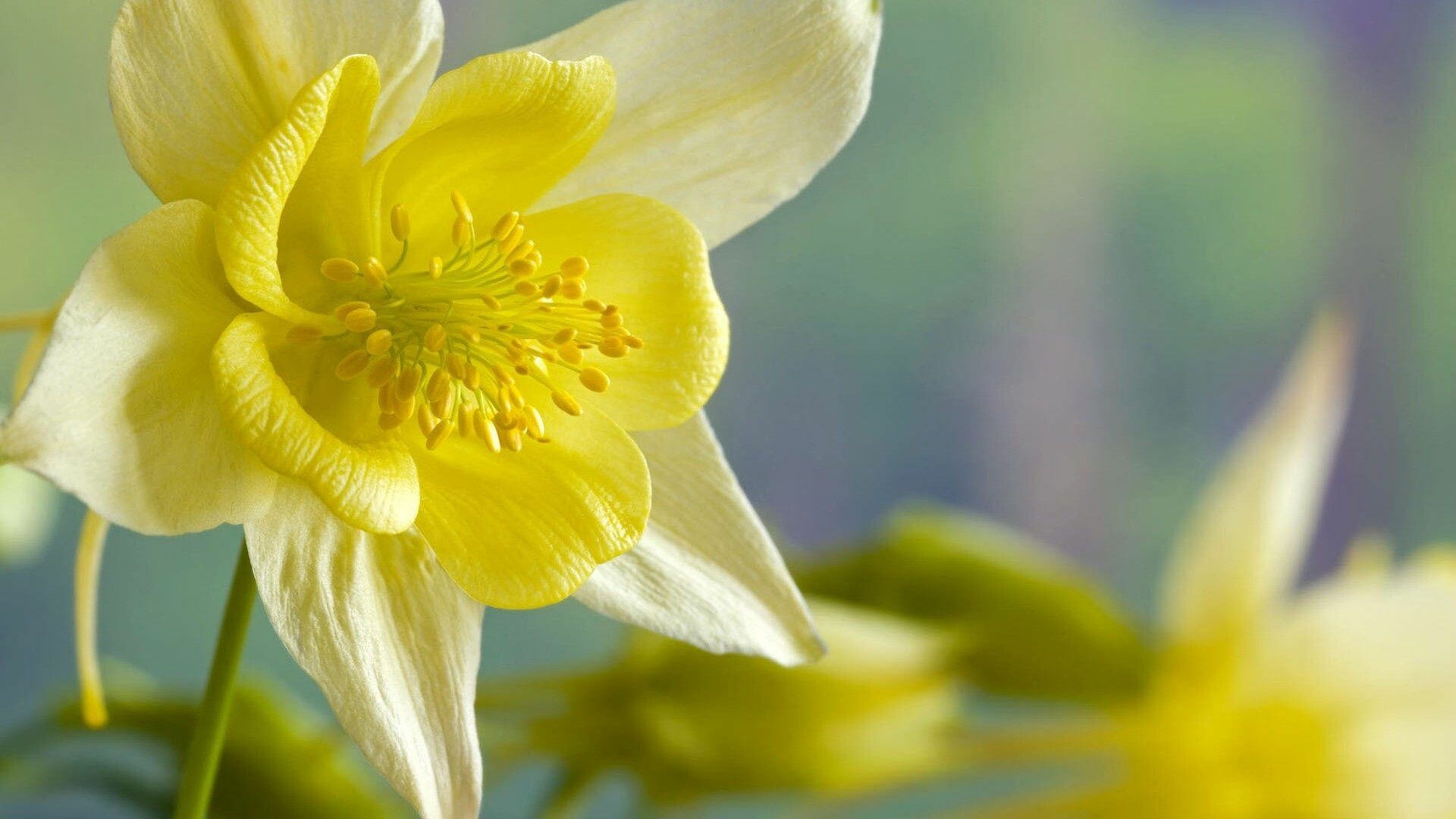 Daffodil: One of the most popular spring bulbs, typically with yellow or white flowers rising above long slender leaves. 1920x1080 Full HD Background.
