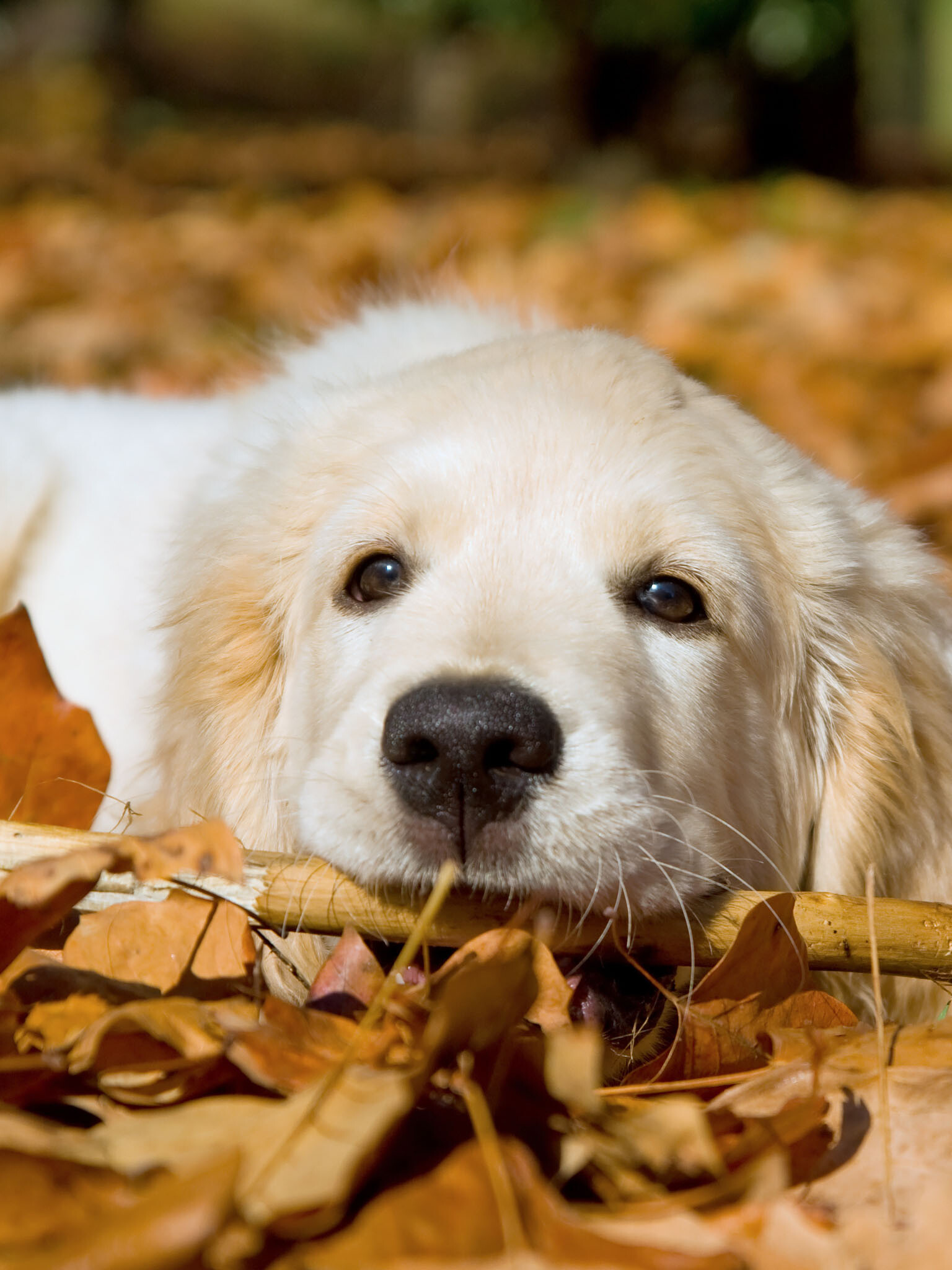 Golden Retriever: Due to their affable natures, the breed is often completely devoid of guarding instincts. 1540x2050 HD Background.