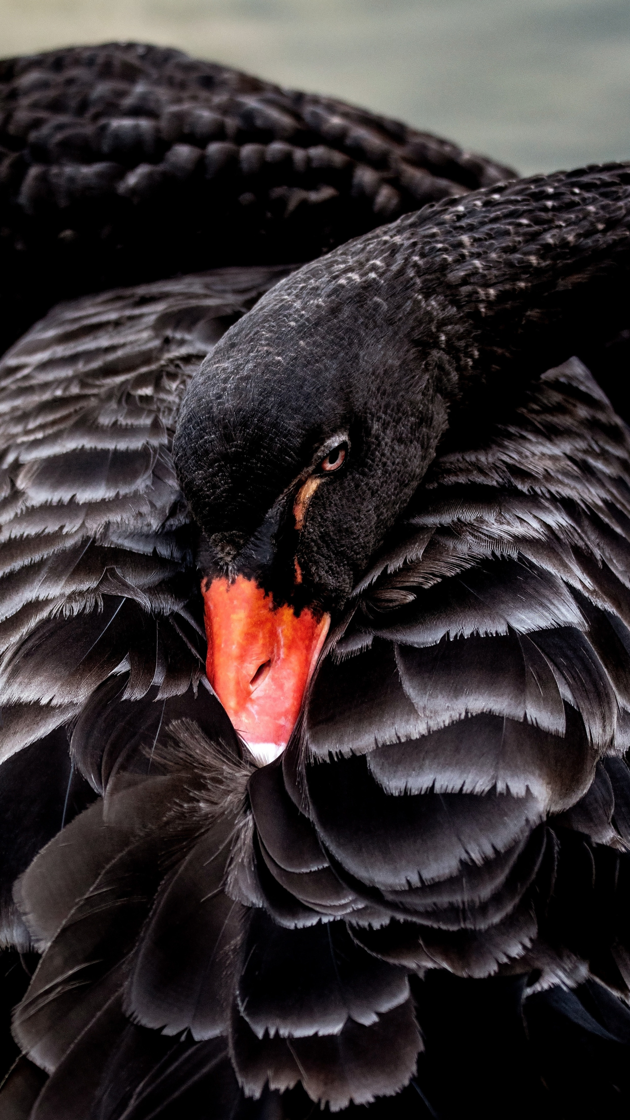 Bird black swan, Xperia z5 premium, Z5 premium dual, Black swan, 2160x3840 4K Handy