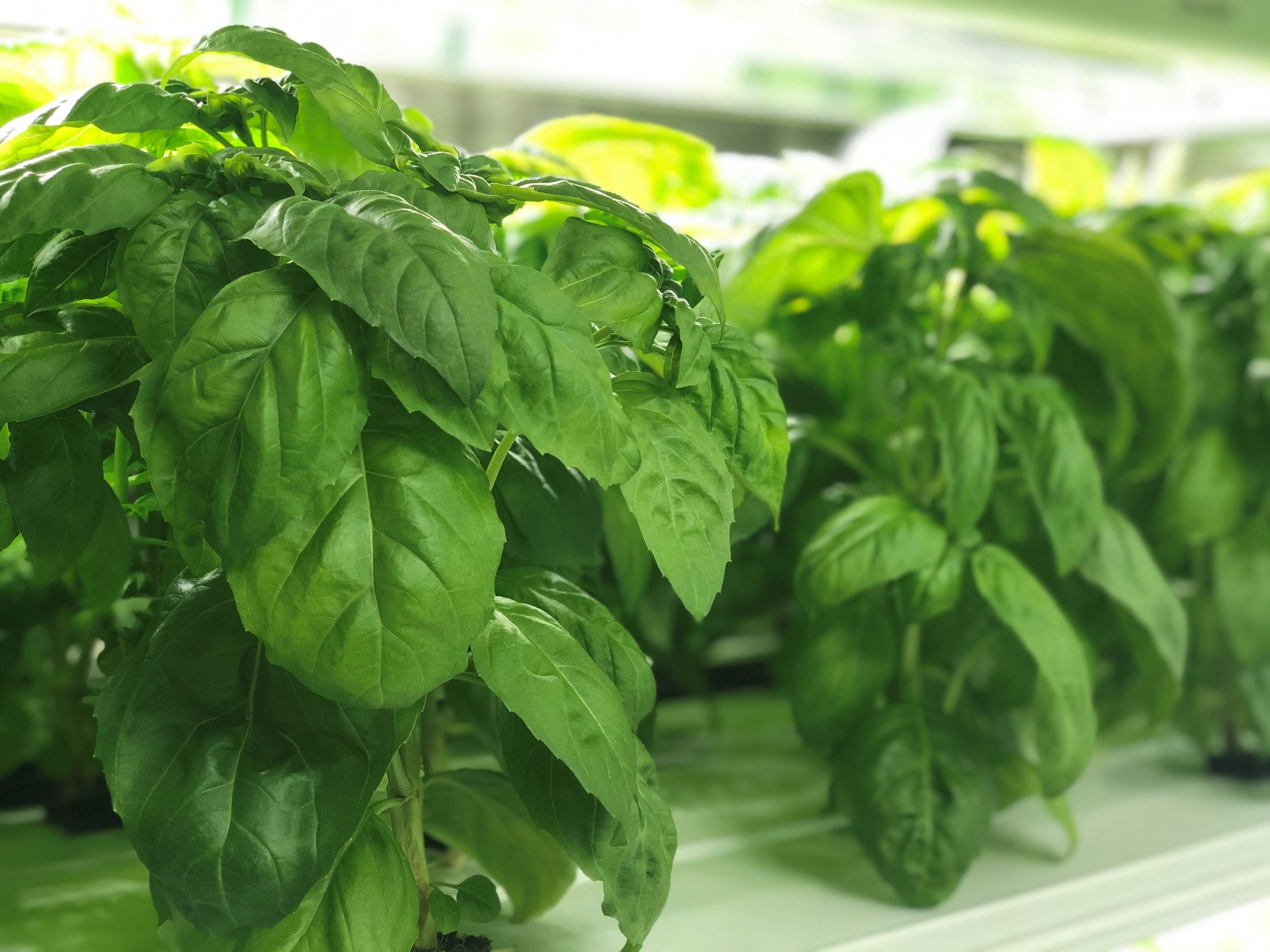 Basil healthy, Pure greens, Custom container farms, Basil plant, 2560x1920 HD Desktop