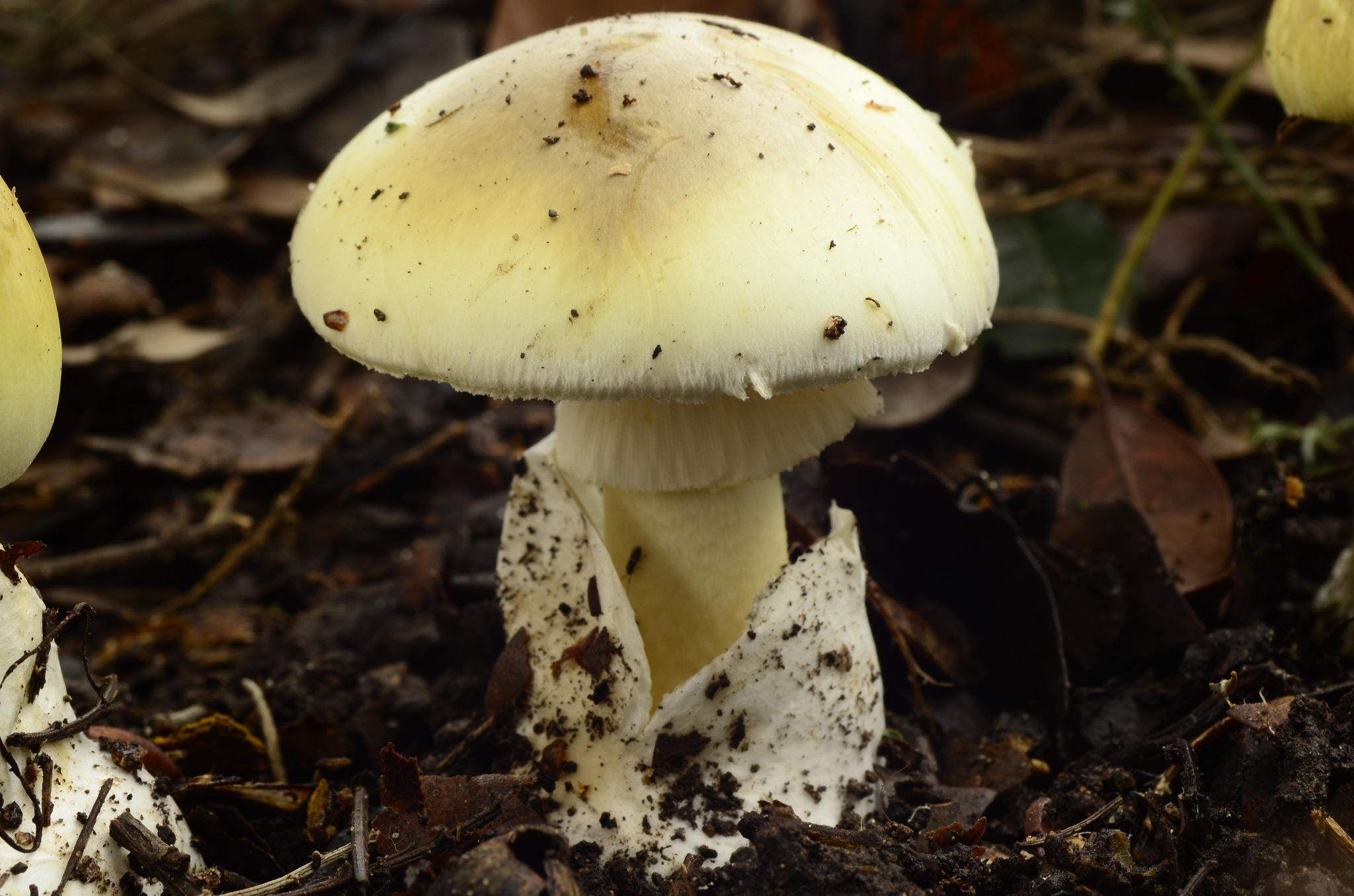 Death cap mushroom, Nature's poisons, Toxic beauty, Dangerous fungus, 2050x1360 HD Desktop