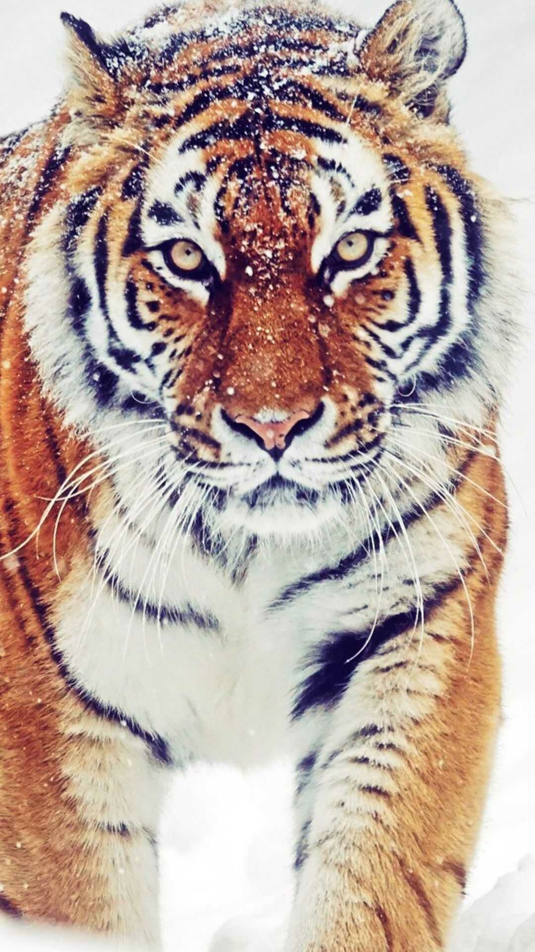 Graceful Tiger, Striking beauty, Captivating gaze, Pristine wilderness, 1080x1920 Full HD Phone