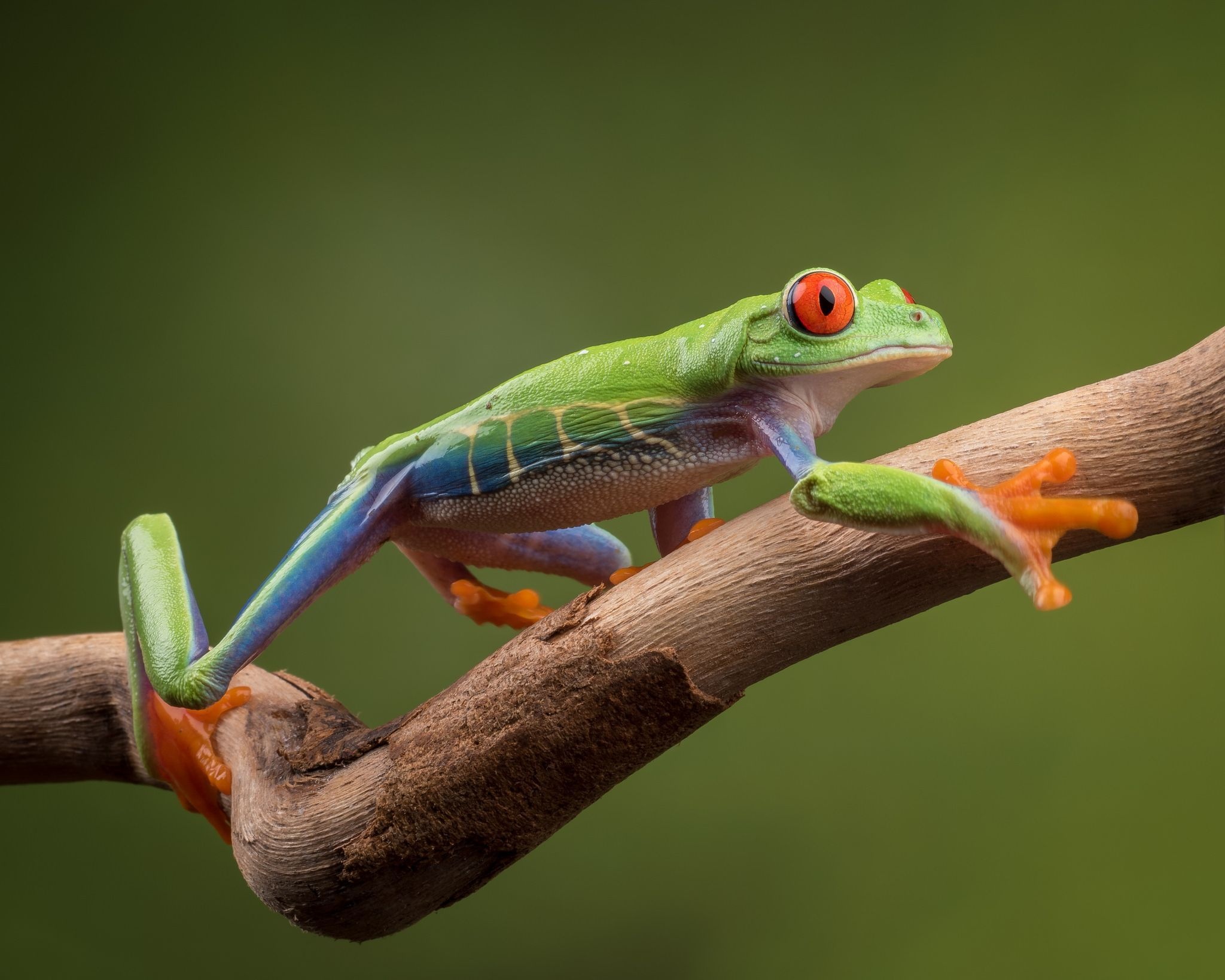 Majestic tree frogs, Beautiful red-eyed frog, Nature's marvels, Frog enthusiast, 2050x1640 HD Desktop