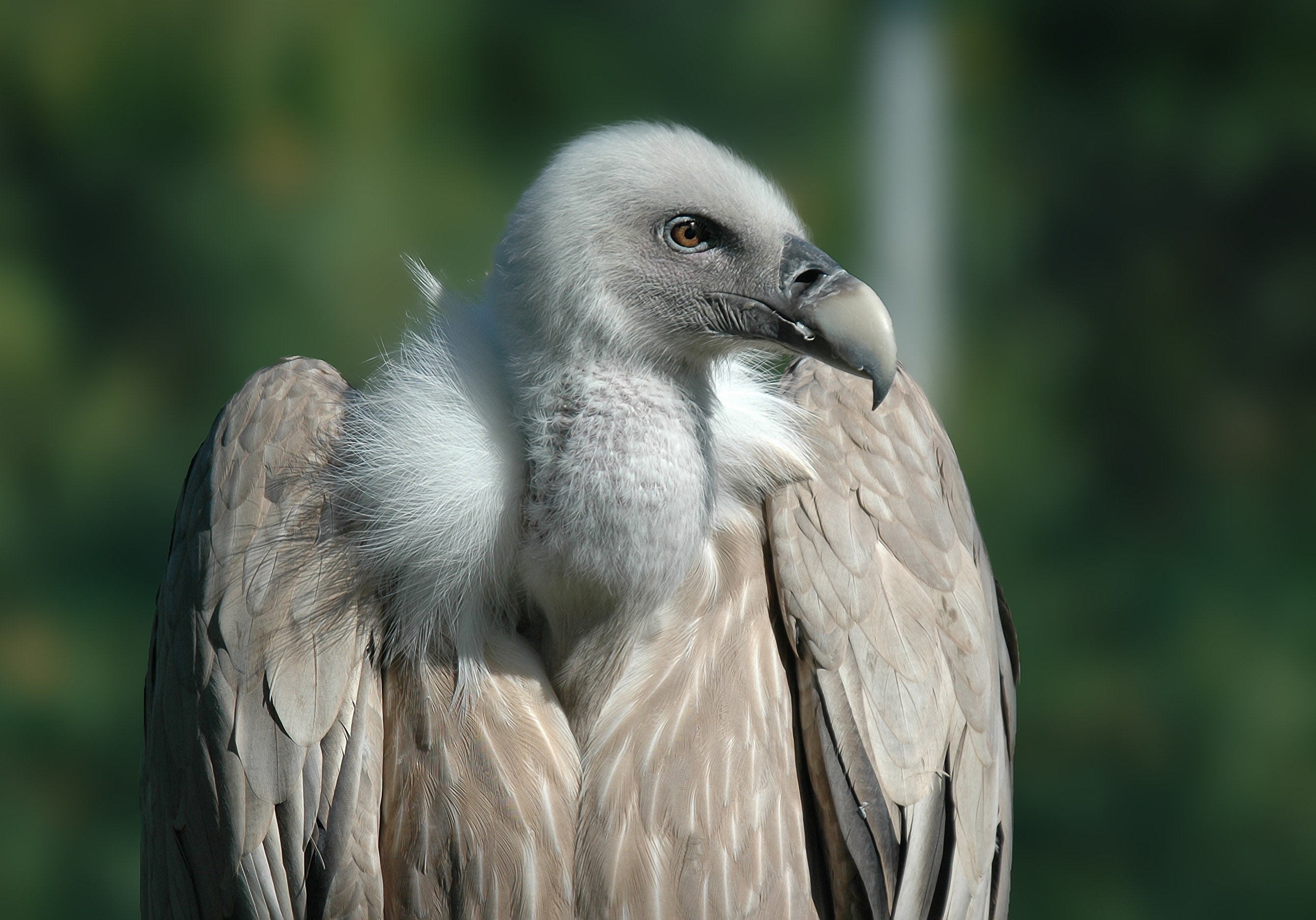 Griffon (Bird): The Indian vulture, A medium-sized and bulky bird, South and Central India. 2680x1880 HD Wallpaper.