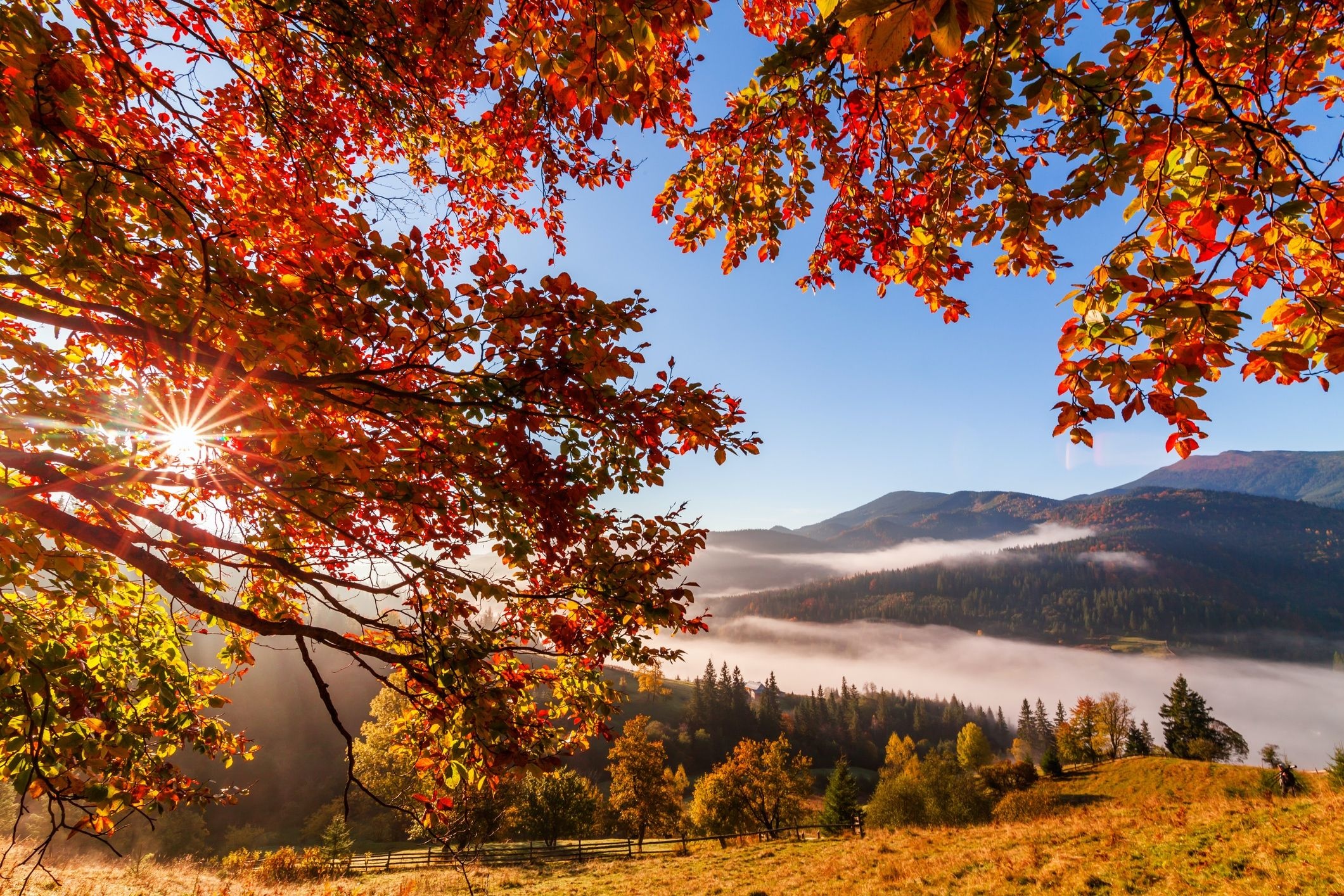 Captivating fall beauty, Foliage showcase, Nature's finale, Crisp mornings, Regional autumn, 2130x1420 HD Desktop