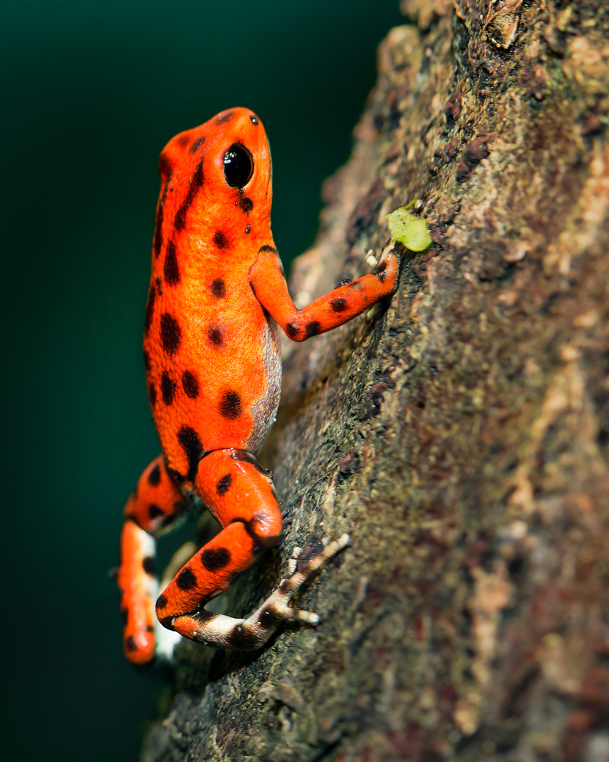 Orange and black poison dart frog, Stock photo, Animal photography, Nature-themed, 2020x2520 HD Phone