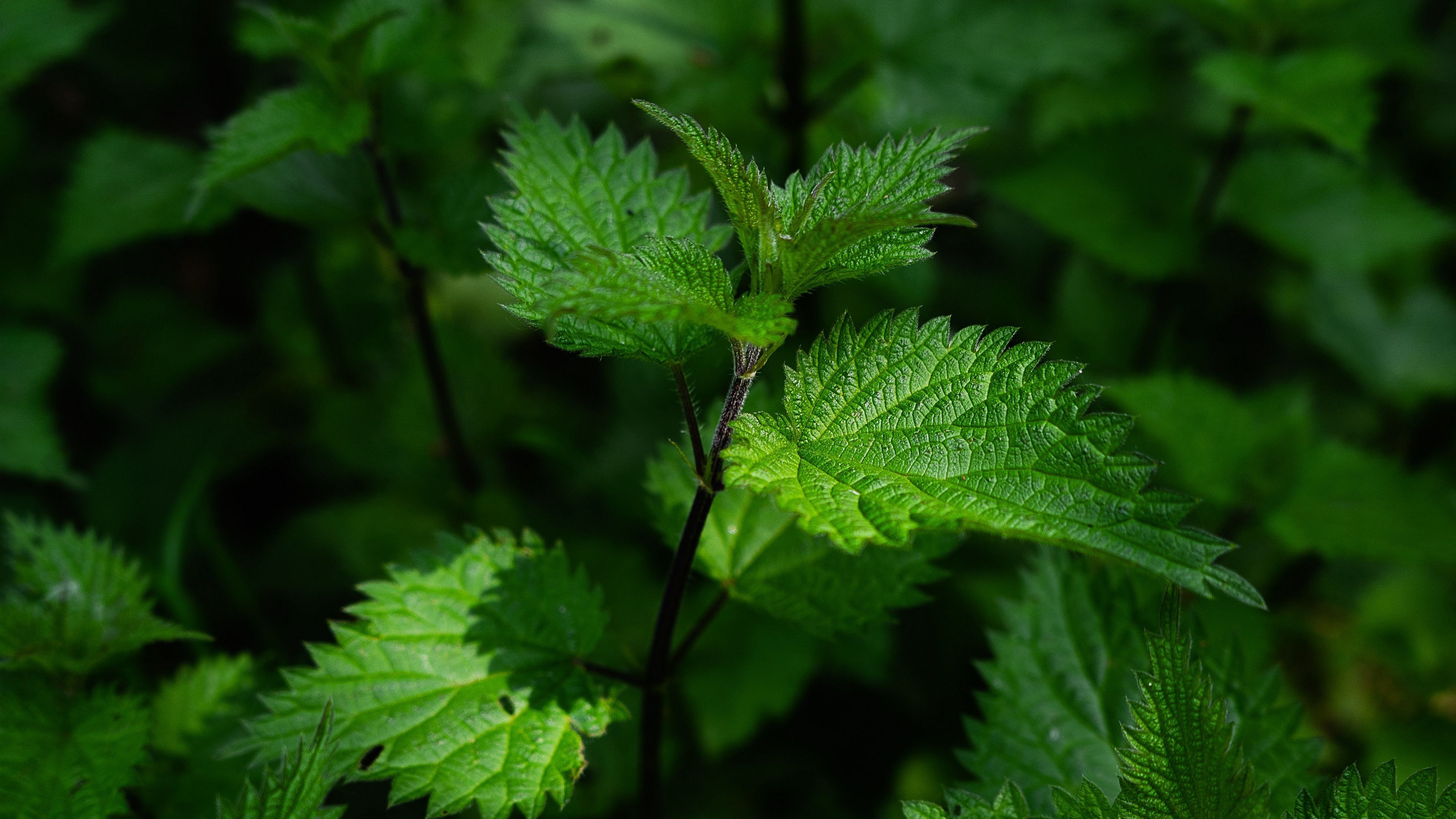 Nettle leaves, Lush greenery, Nature wallpapers, Holiday vibes, 3840x2160 4K Desktop