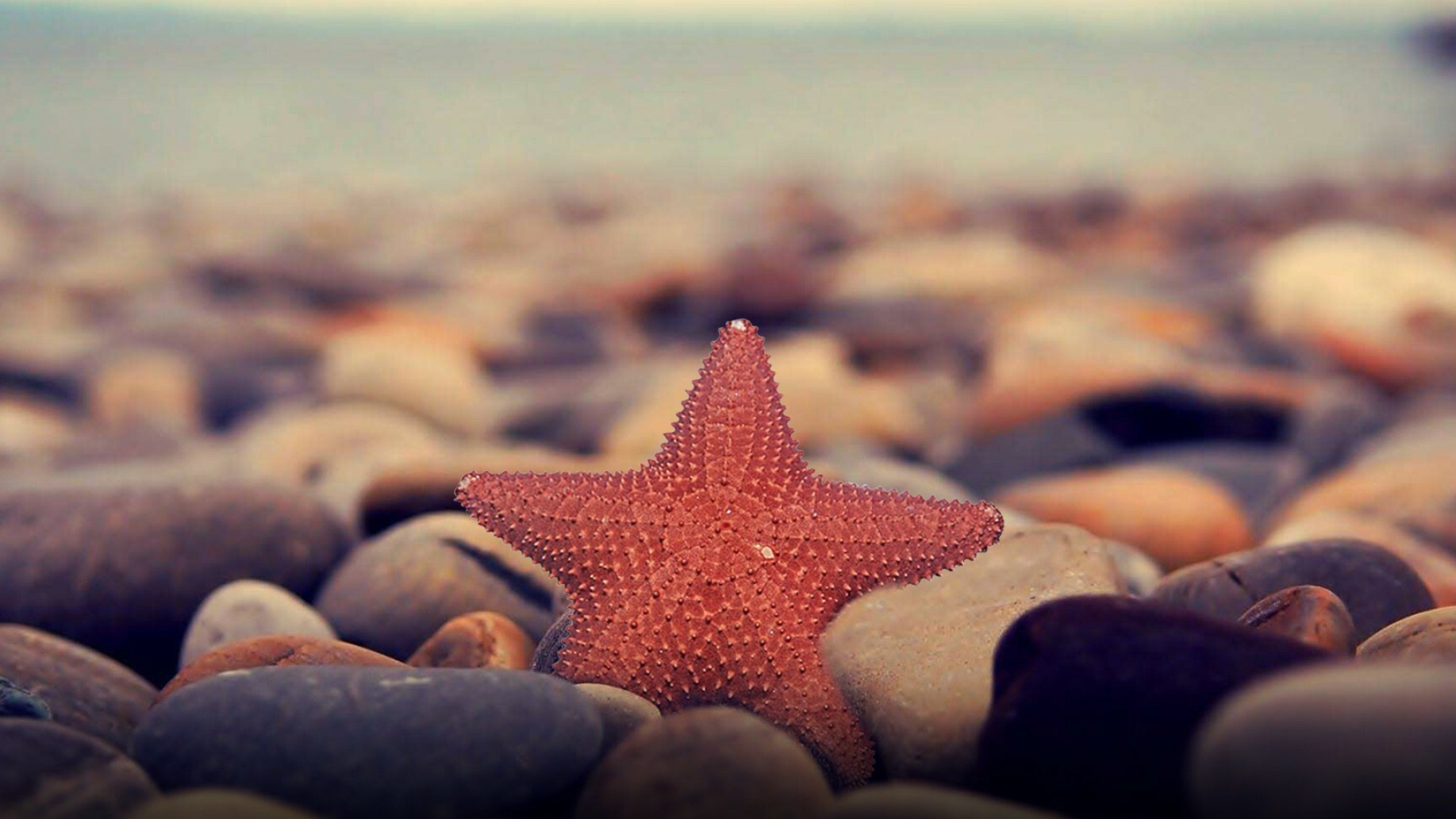 Starfish: Starfish Wallpapers posted by Samantha Sellers. 1920x1080 Full HD Wallpaper.