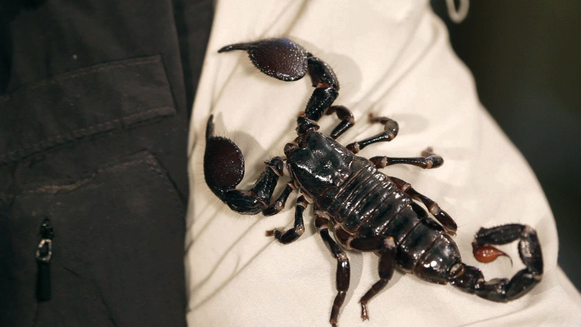 Scorpion (Animal): Arachnids, Belong to a group of animals called arthropods. 1920x1080 Full HD Background.