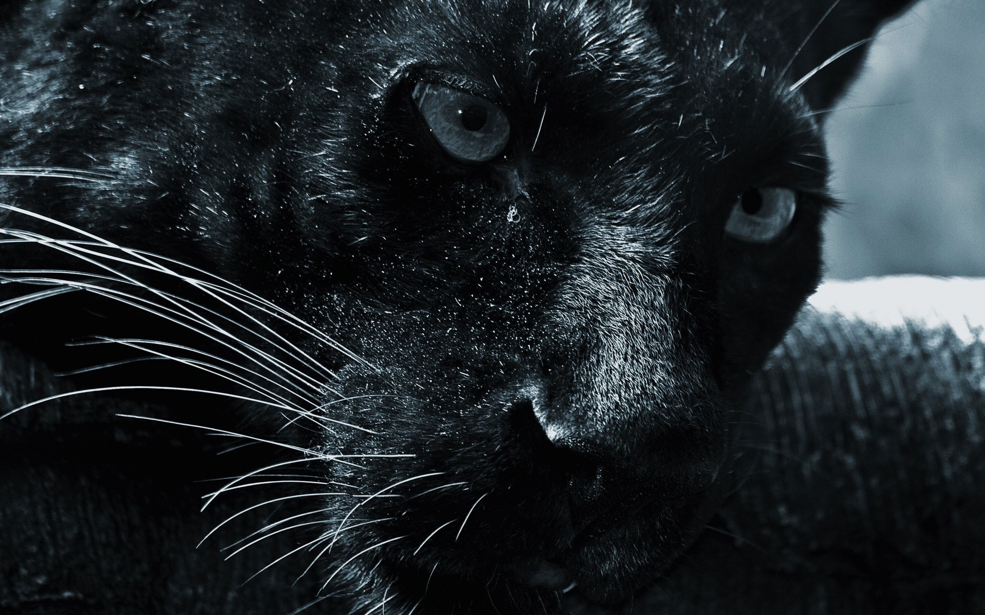Black Panther (Animal): General name used to indicate any dark shaded cat. 1920x1200 HD Background.