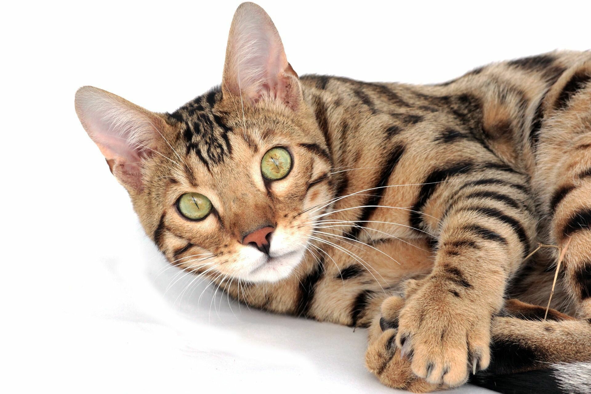 Bengal Cat: A lithe and agile breed and generally weigh between 8–15 pounds. 1920x1280 HD Wallpaper.