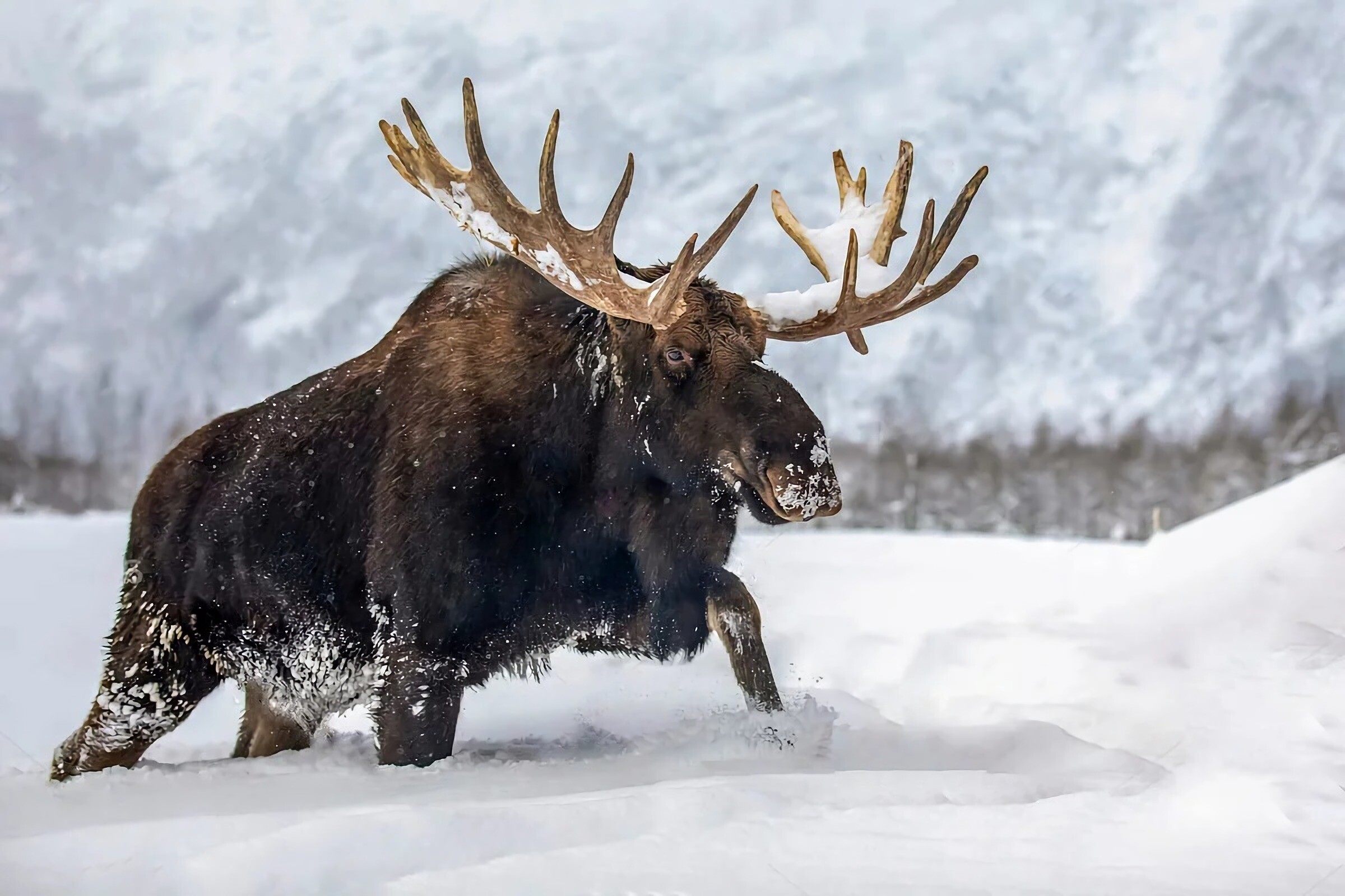 Elk (Animals), Majestic wilderness, Untouched landscapes, Silent strength, 2400x1600 HD Desktop
