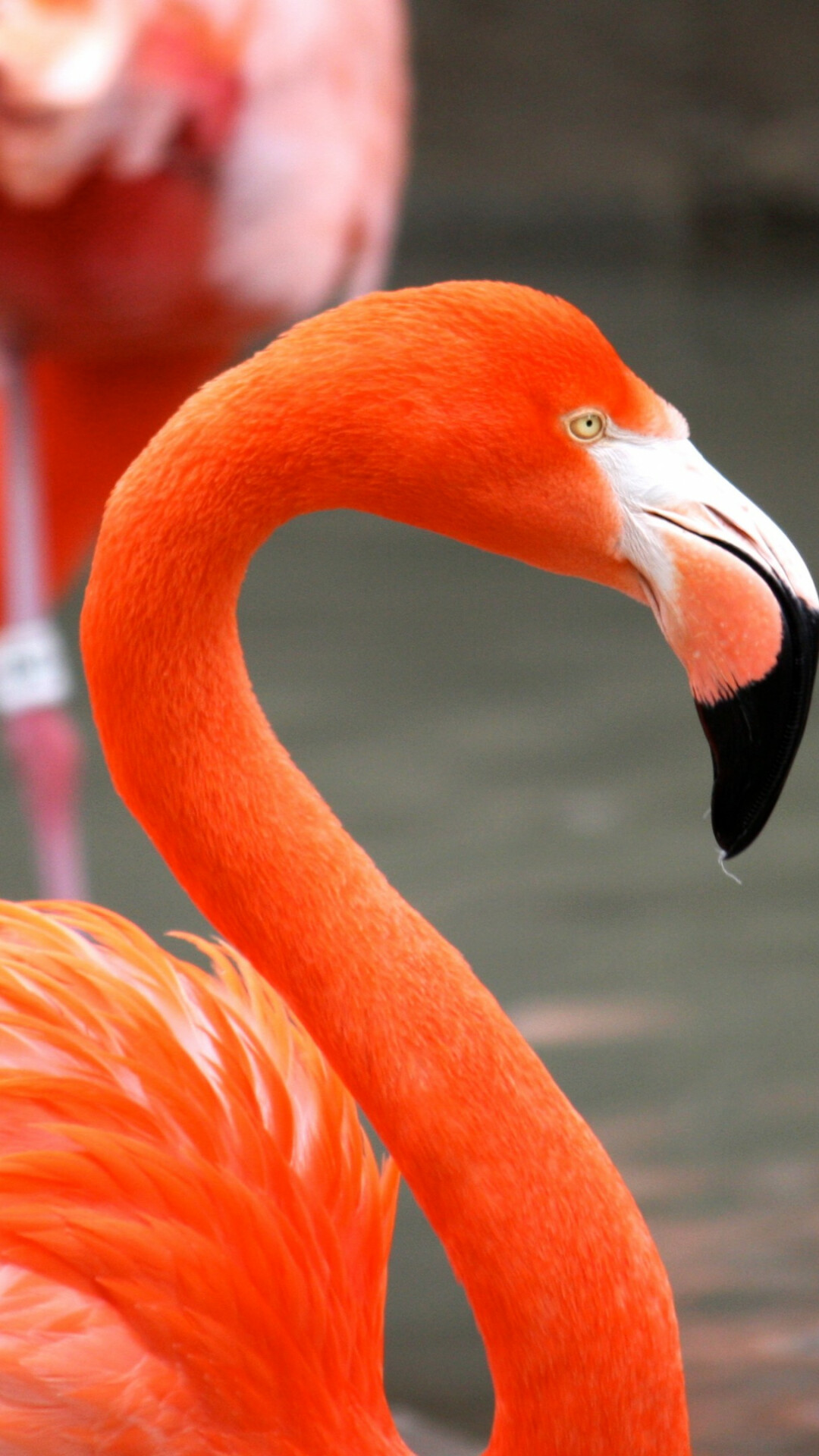 Flamingo: A flamingo's favorite habitat is large alkaline salt lakes. 1080x1920 Full HD Wallpaper.