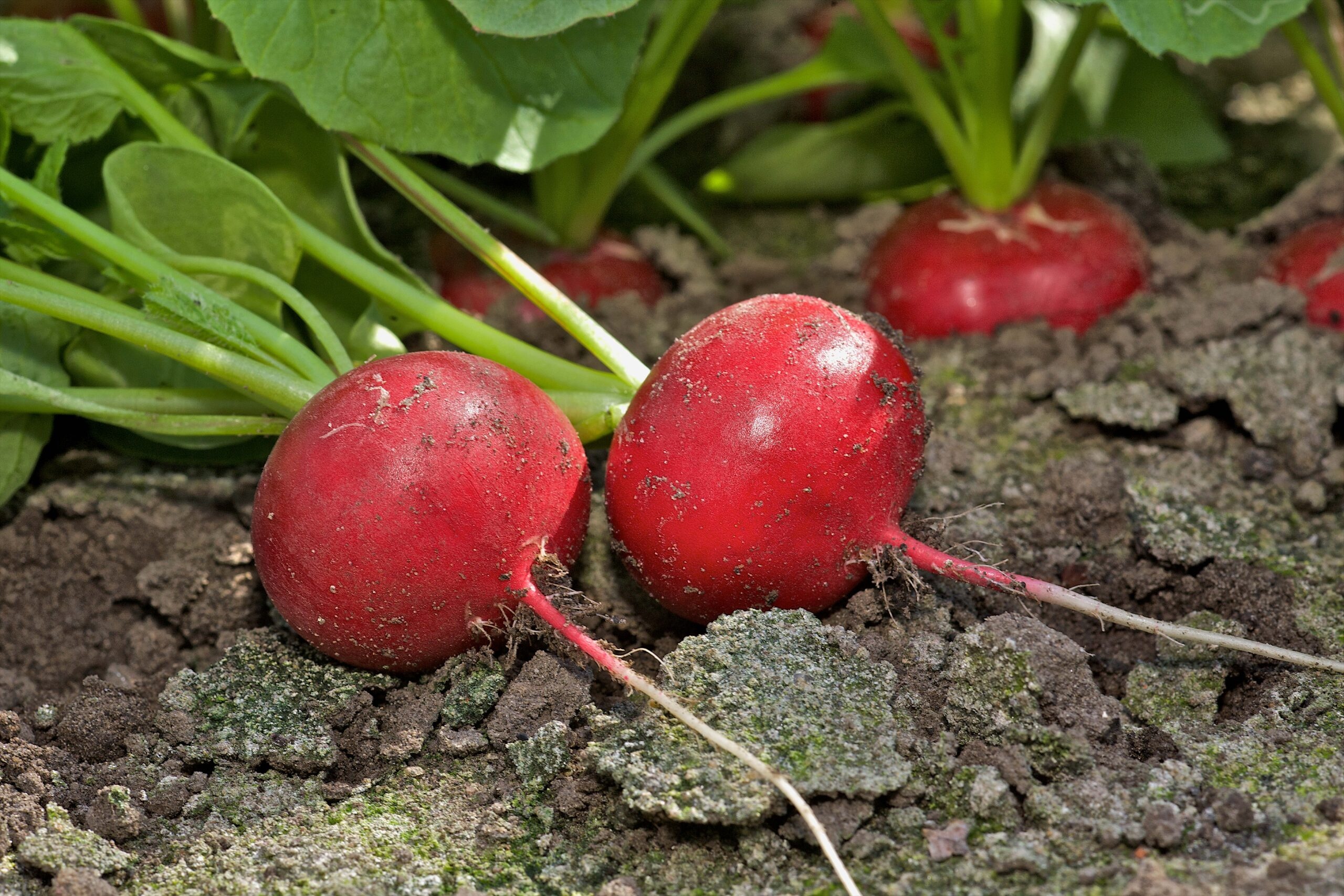 Suitable radish varieties, Pre-packing and processing, United Kingdom, Tips and recommendations, 2560x1710 HD Desktop