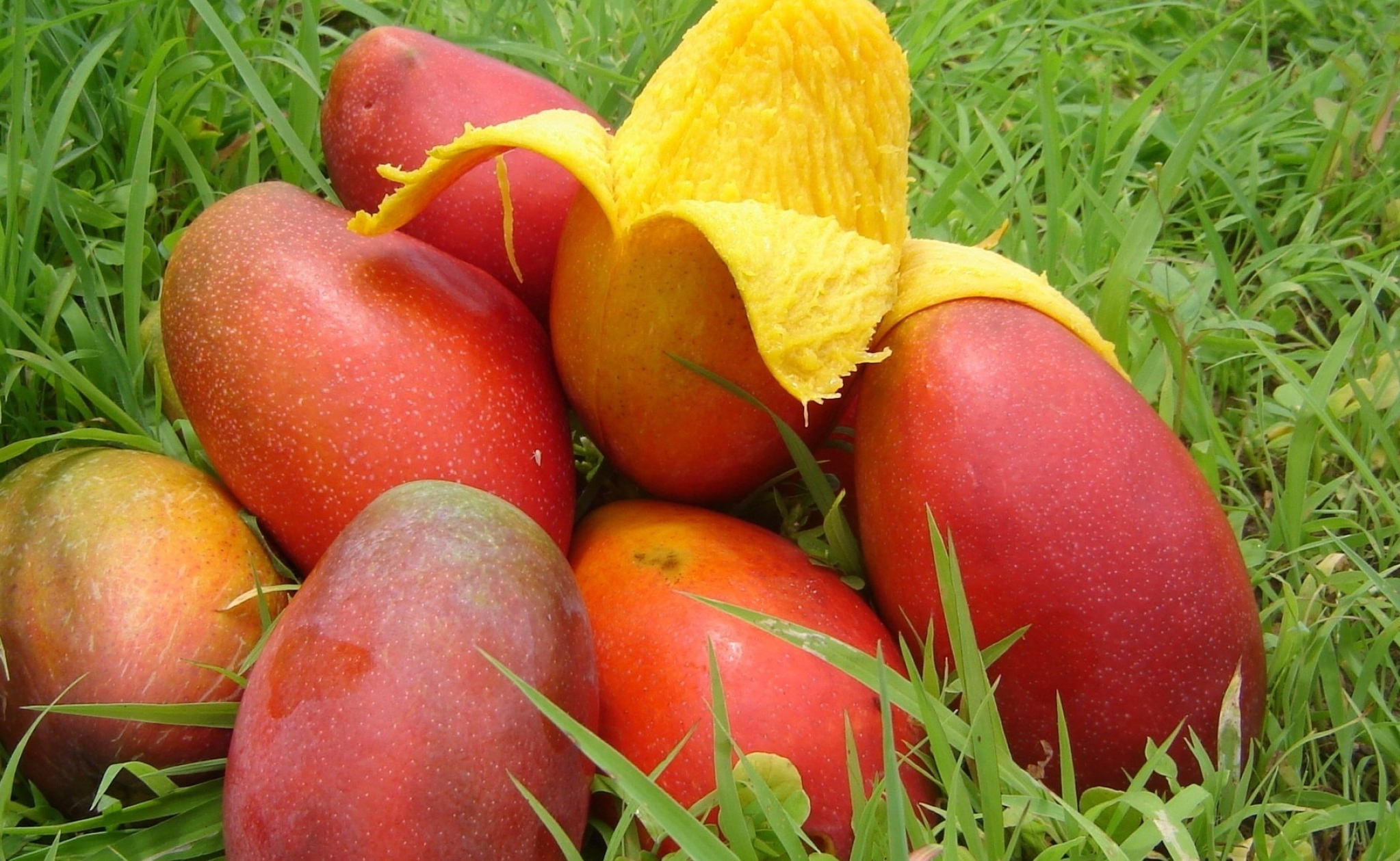 Mango: A fruit with unique flavor, fragrance, taste, and heath-promoting qualities. 2050x1260 HD Background.