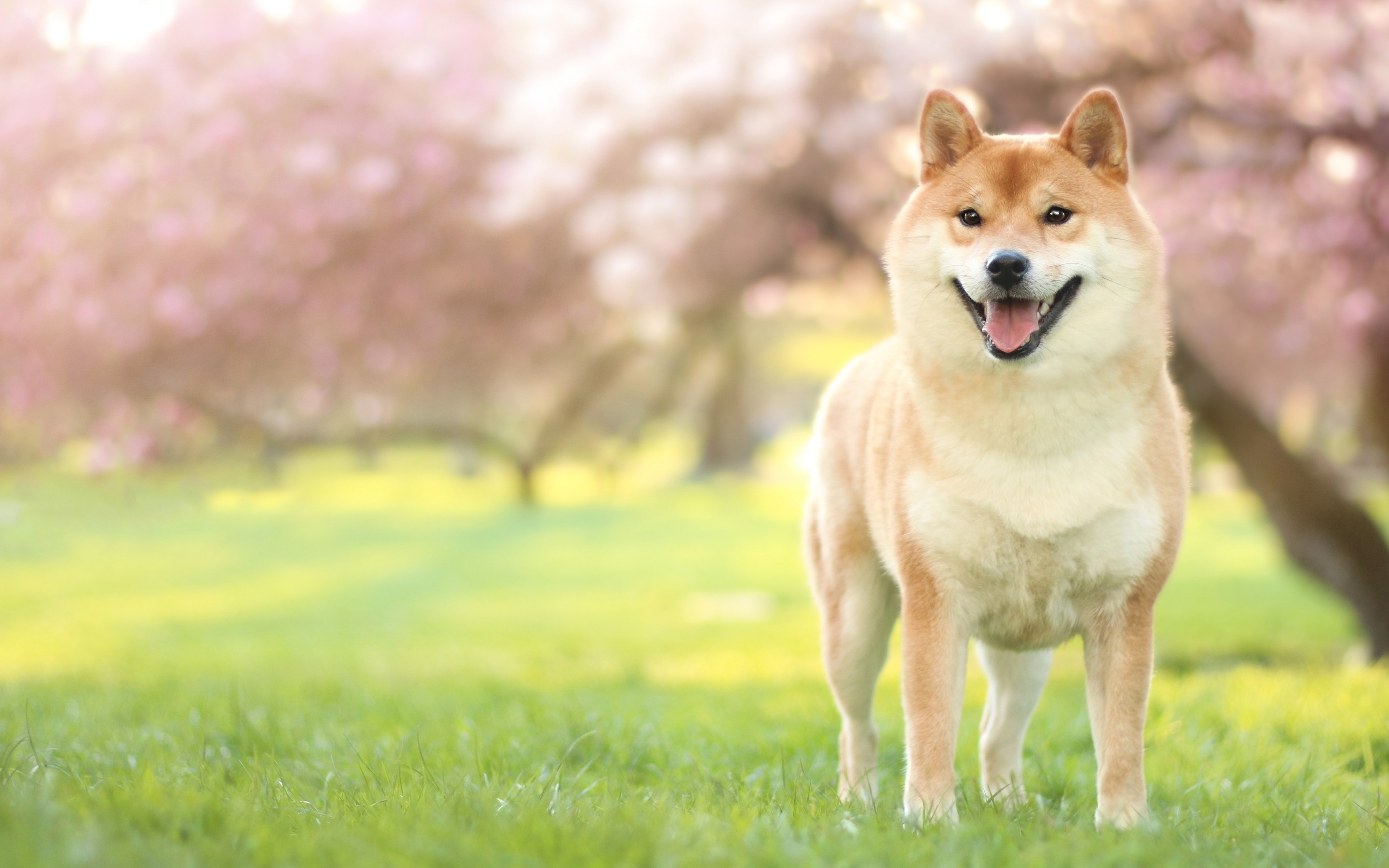 Akita inu on the lawn, Spring pets, Cute animals, Vibrant colors, 2880x1800 HD Desktop