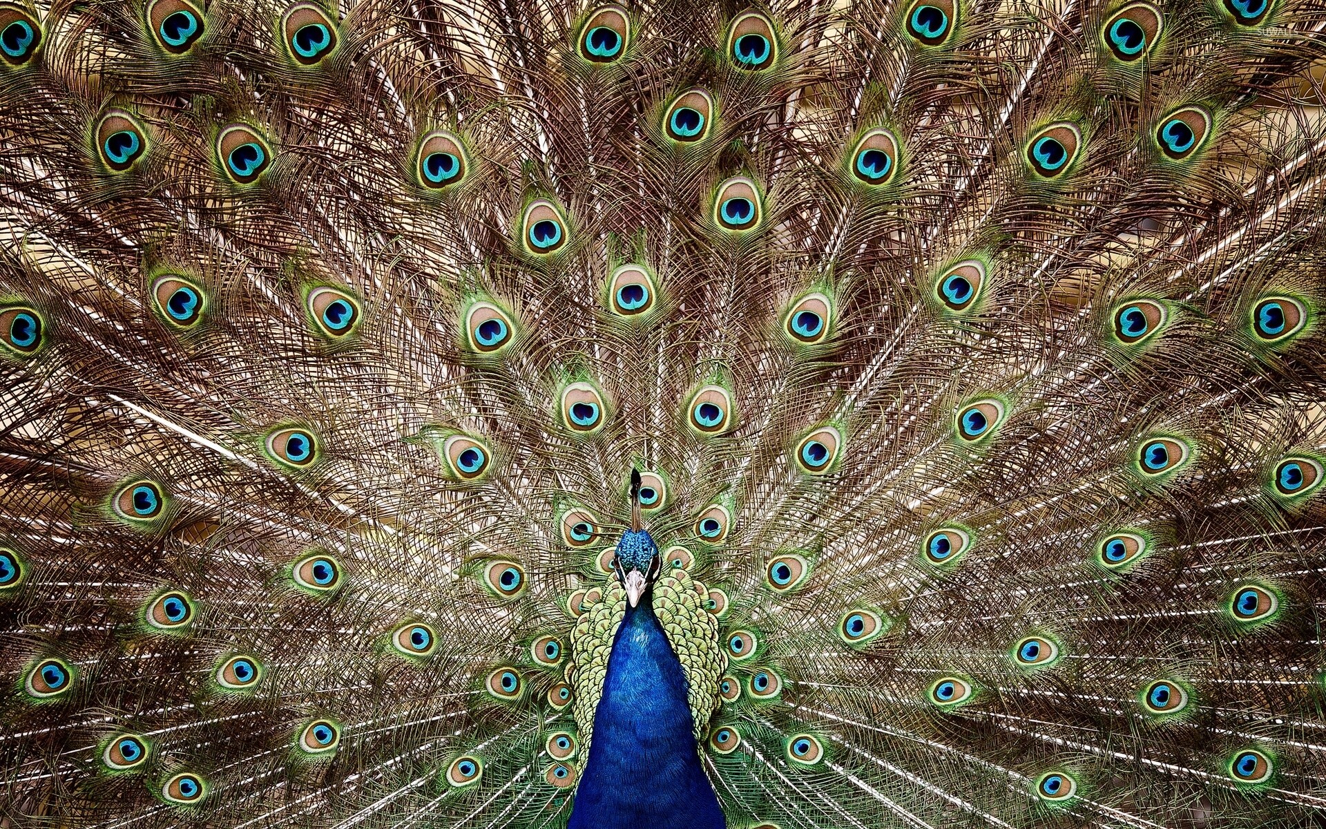Peacock: The blue peafowl originally of the Indian subcontinent. 1920x1200 HD Background.
