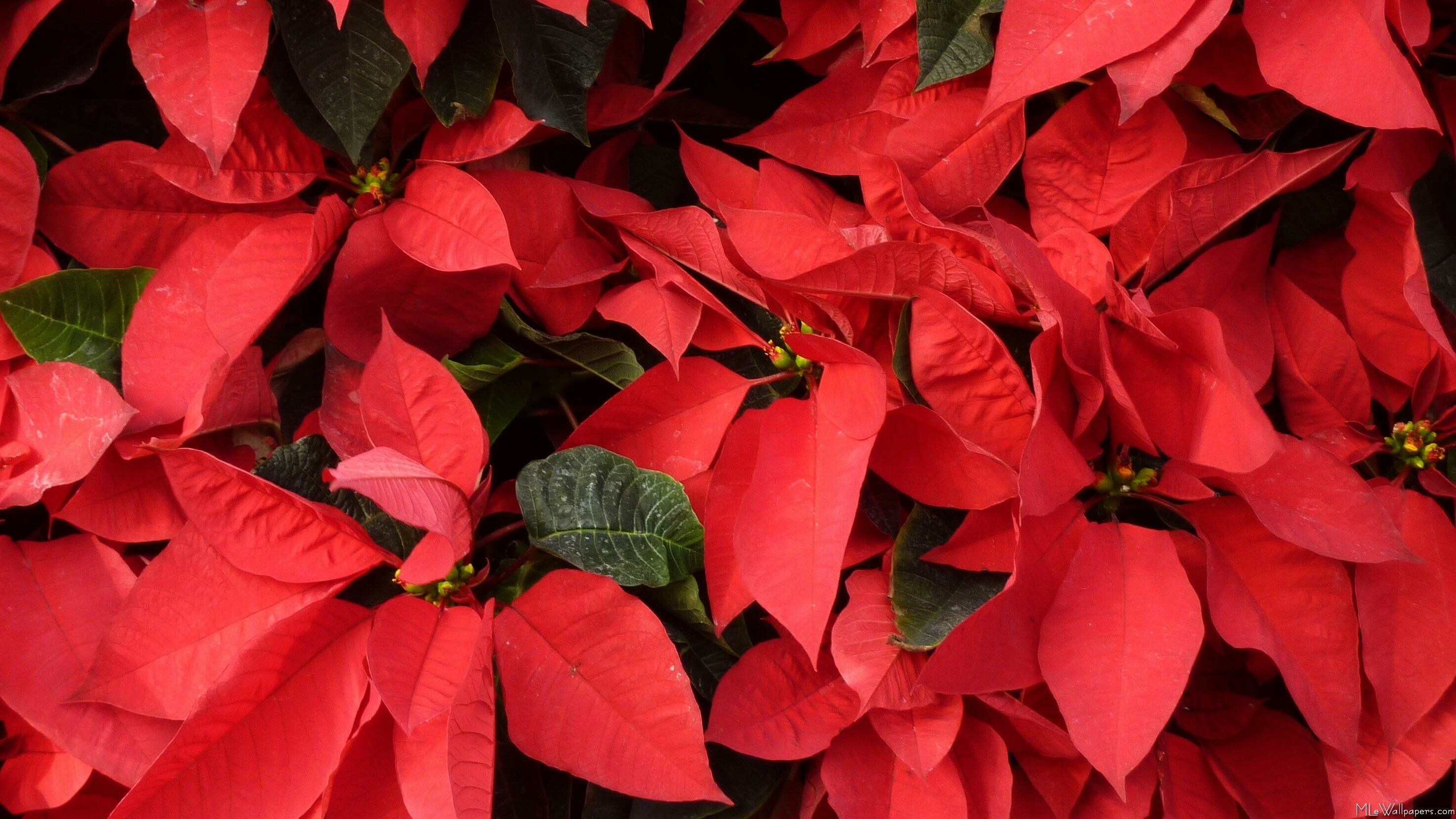 Poinsettia: They became associated with the Christmas holiday and are popular seasonal decorations. 2950x1660 HD Wallpaper.
