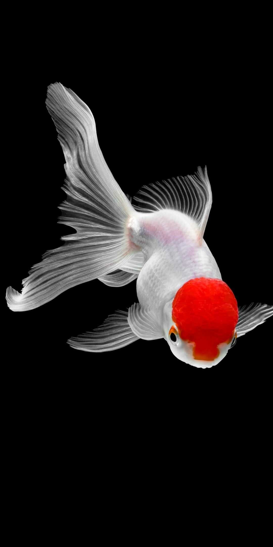 Fish: Oranda, Carassius auratus, Aquatic species. 1080x2160 HD Background.
