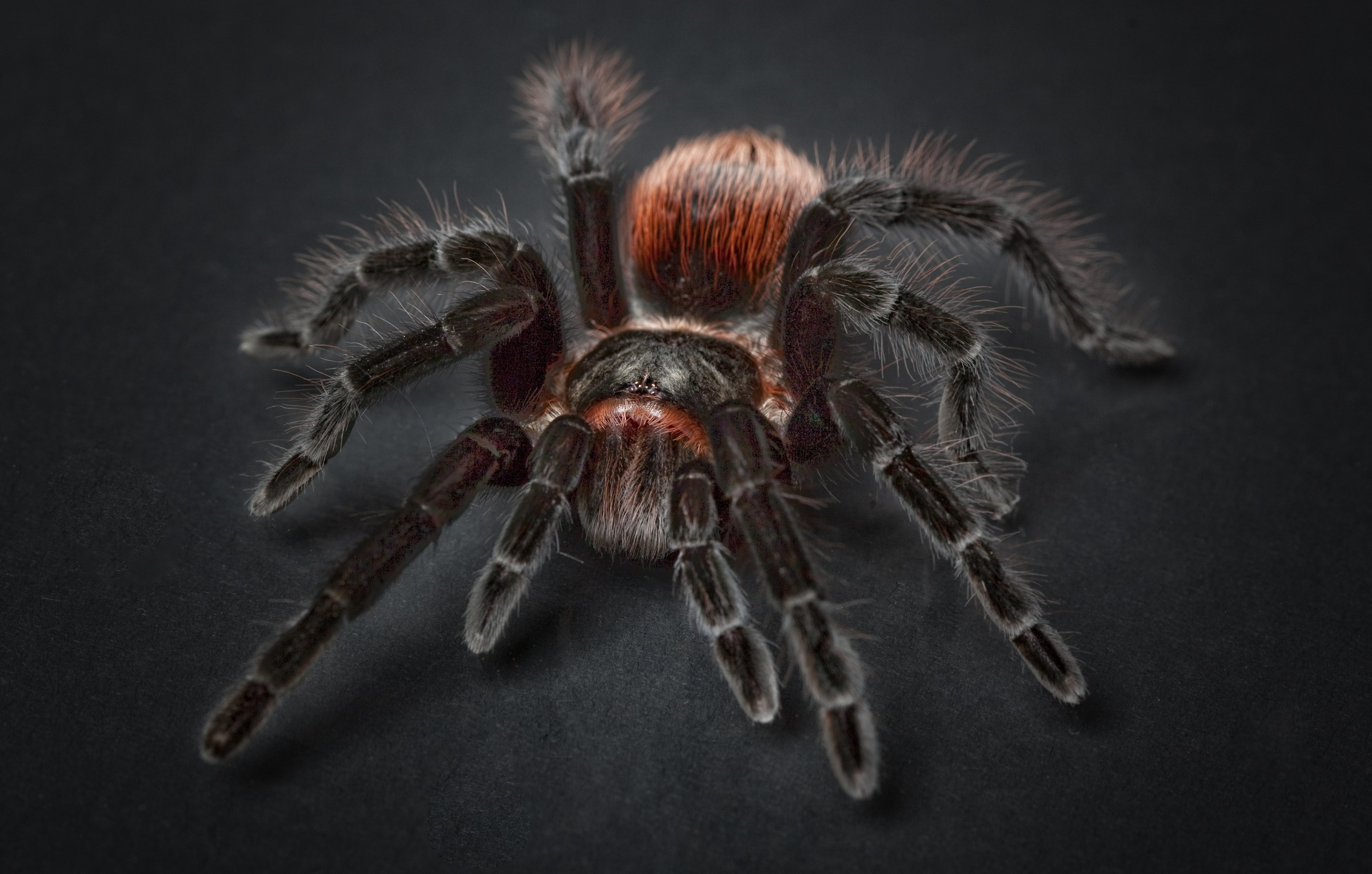Tarantula macro art, Close-up insect detail, Stunning spider wallpapers, Nature's beauty, 3000x1920 HD Desktop