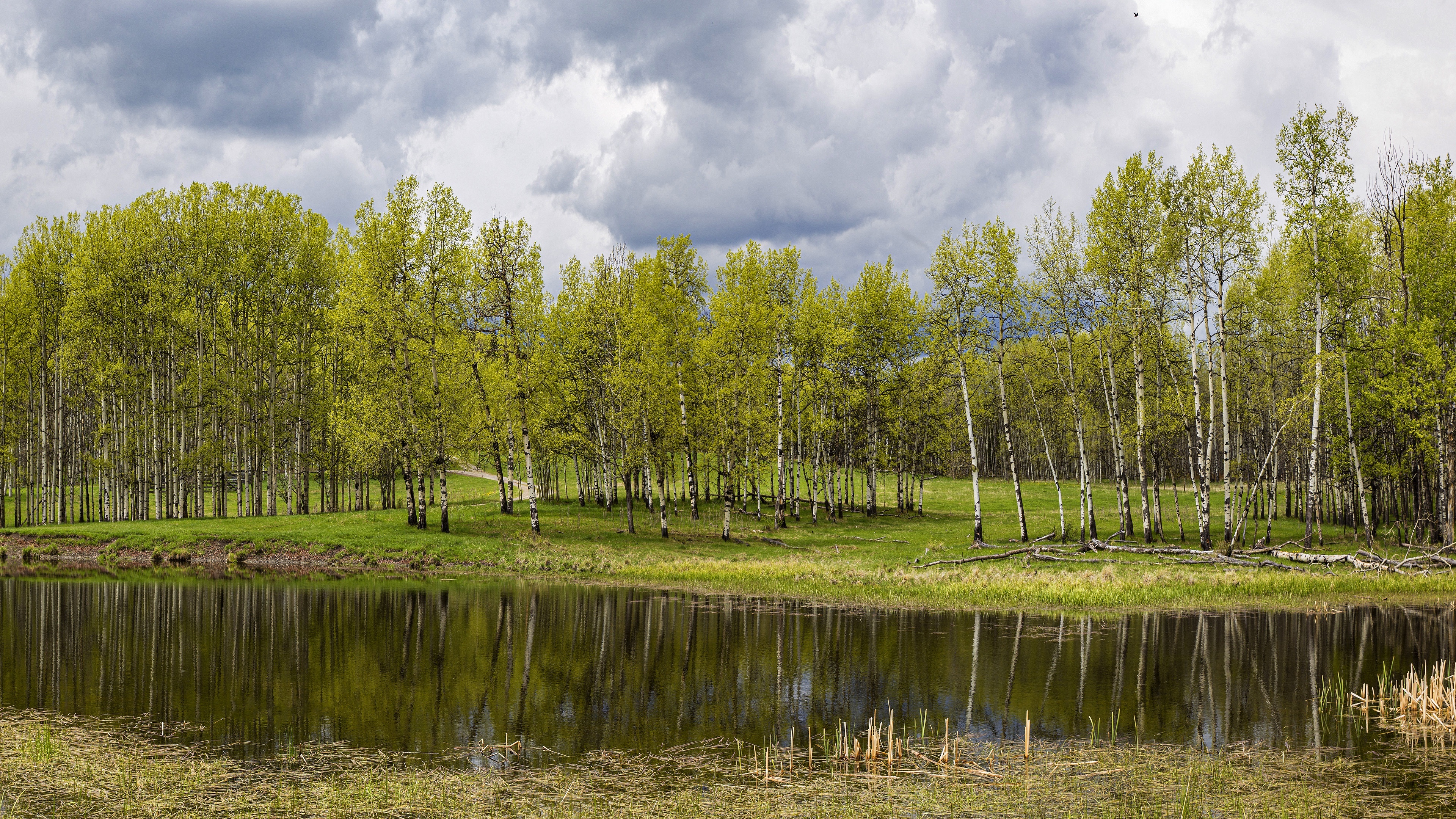 Birch trees, 4K birch beauty, Ultra HD wallpaper, Birch tree background, 3840x2160 4K Desktop