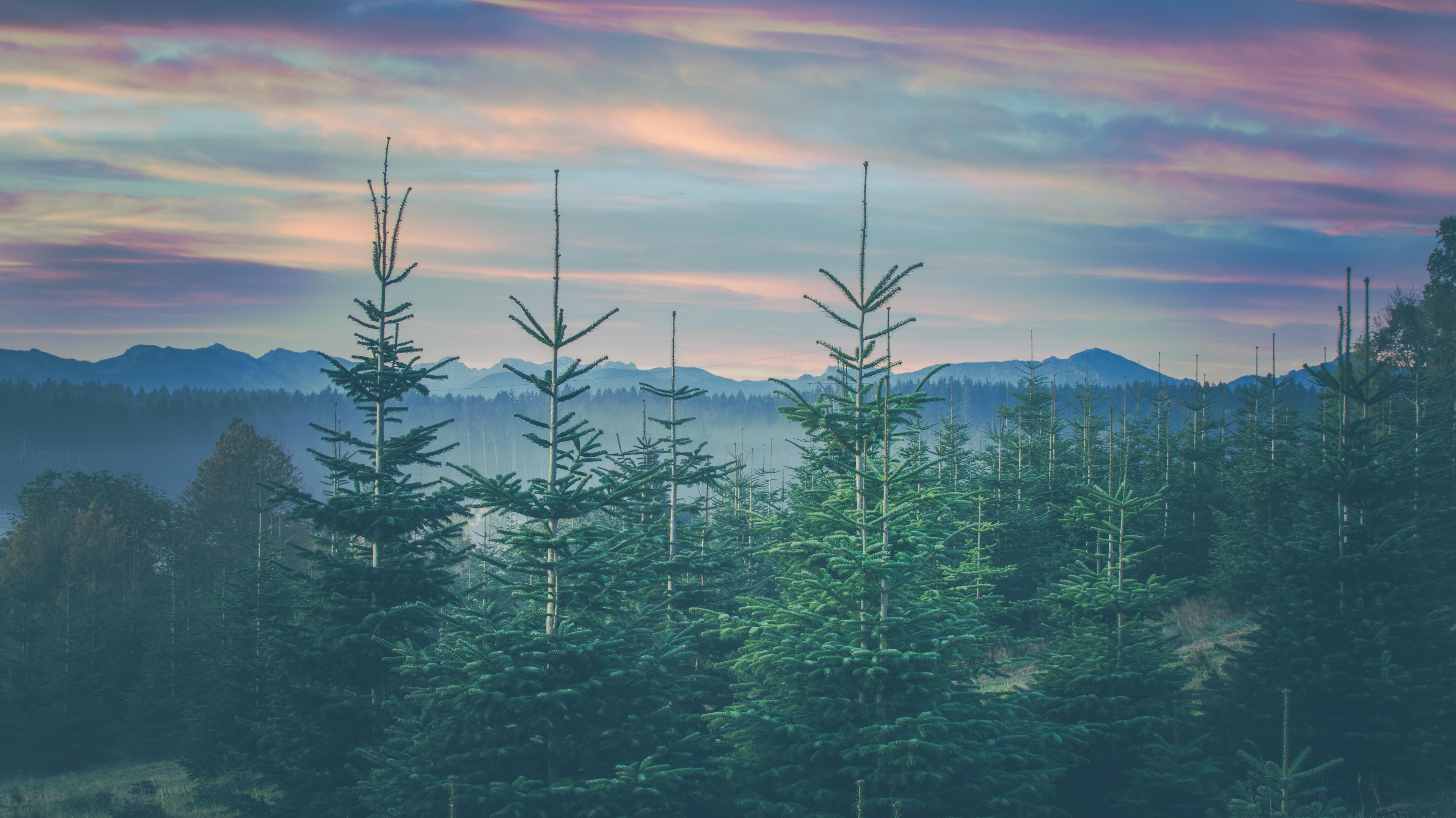 Coniferous spruce mountains, Landscape Bavaria, Widescreen high definition fullscreen, Nature, 3840x2160 4K Desktop