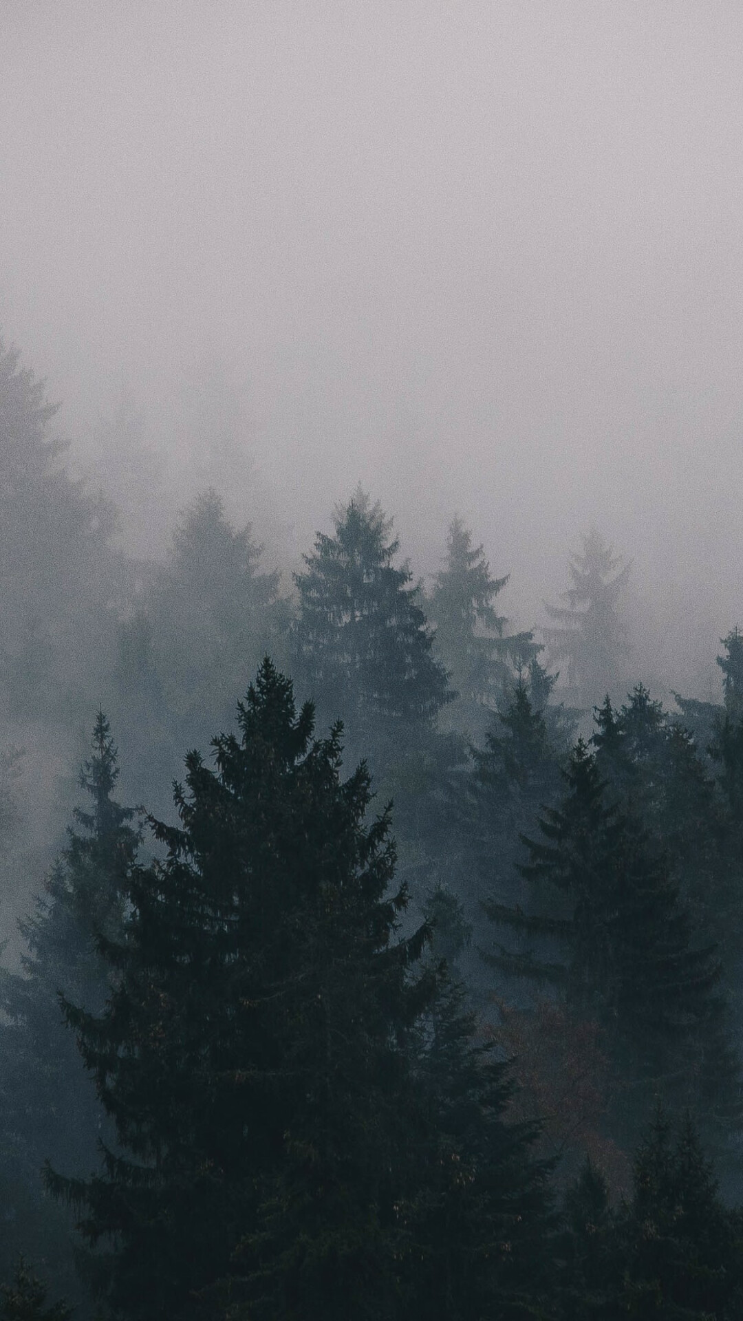 Nebeliger Wald, 4K-Mysterium, Umarmung der Natur, Ruhige Aura, 1080x1920 Full HD Handy