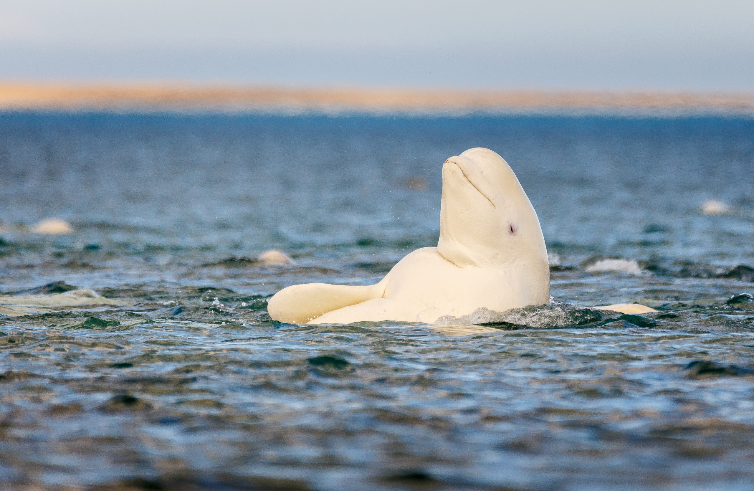Beaufort Sea, Travels, Conservation efforts, Protecting wildlife, 2560x1670 HD Desktop
